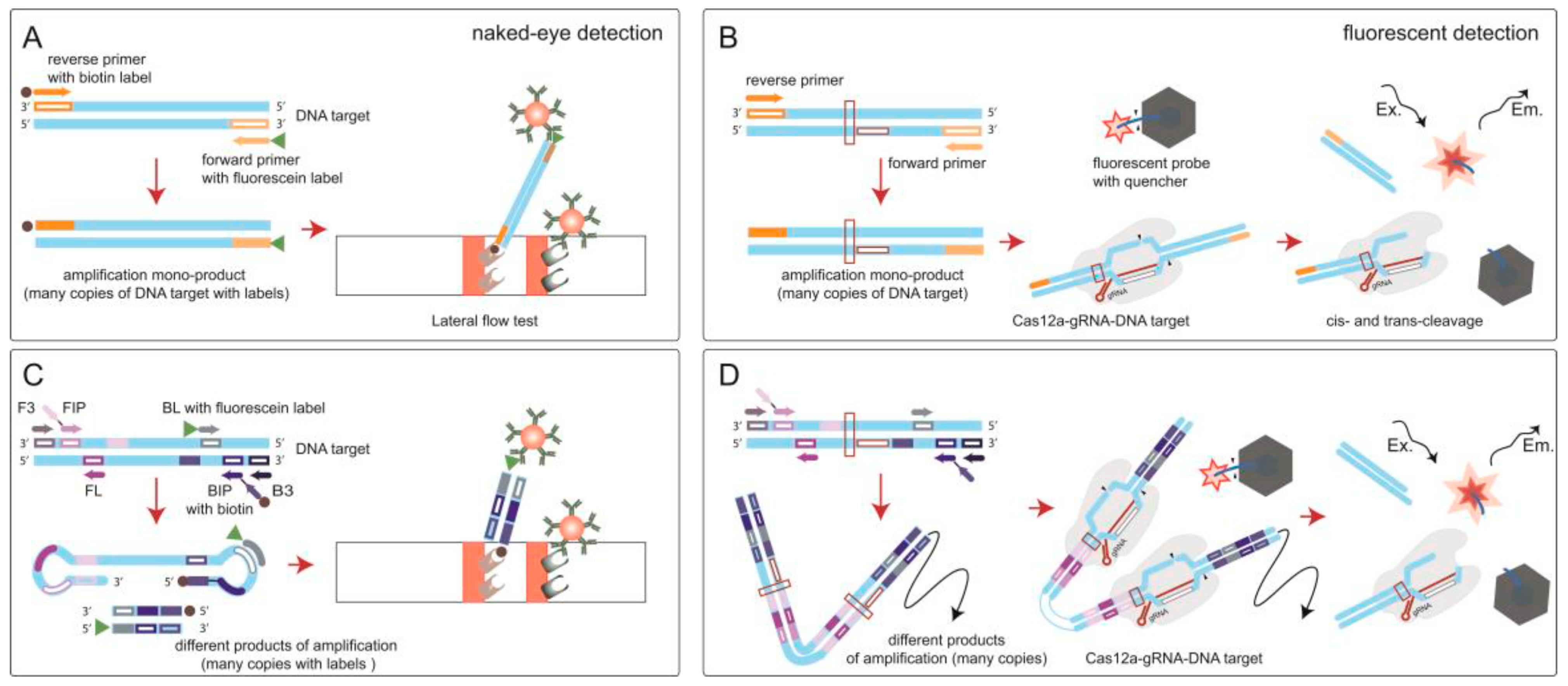 Biosensors 12 01174 g001