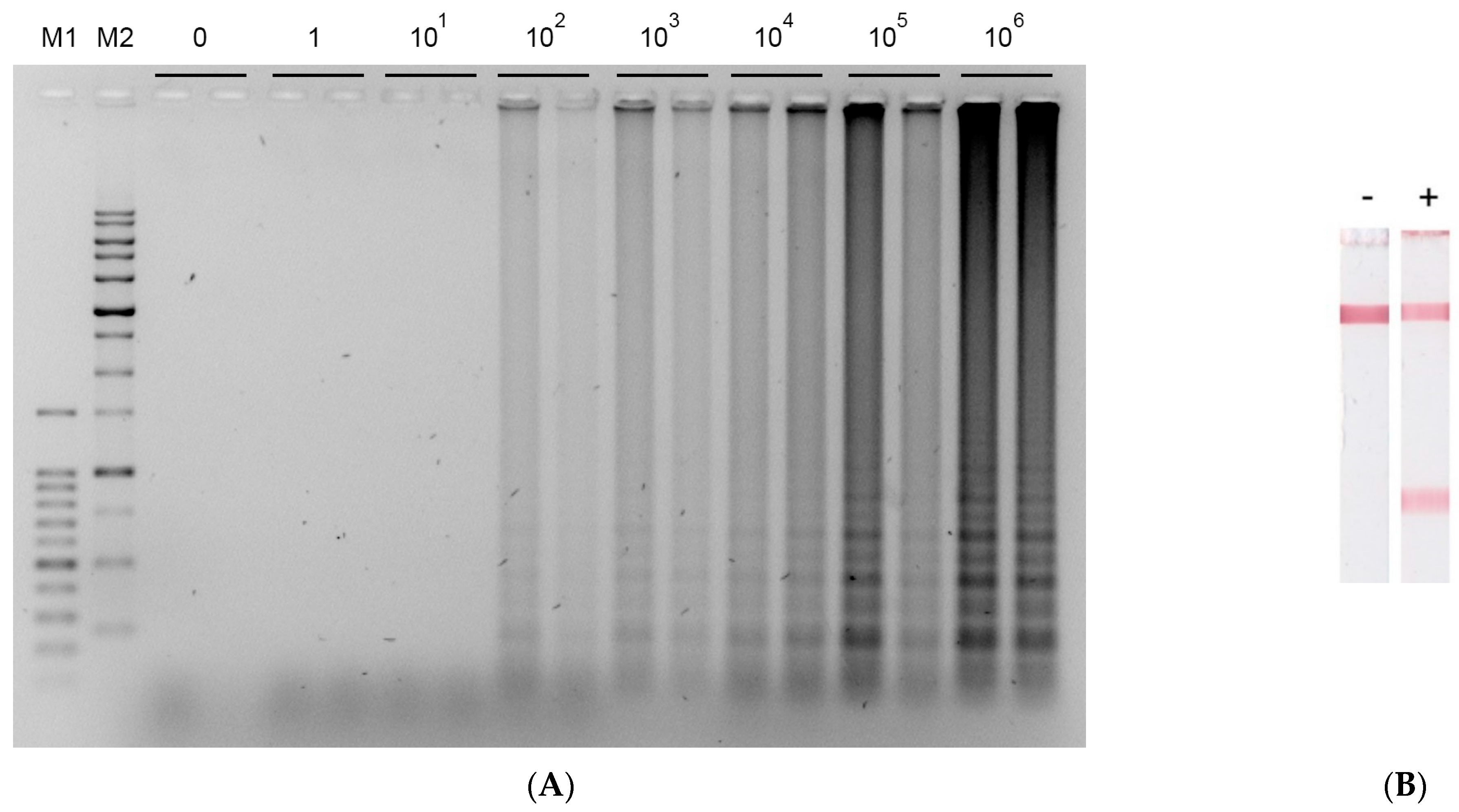 Biosensors 12 01174 g002