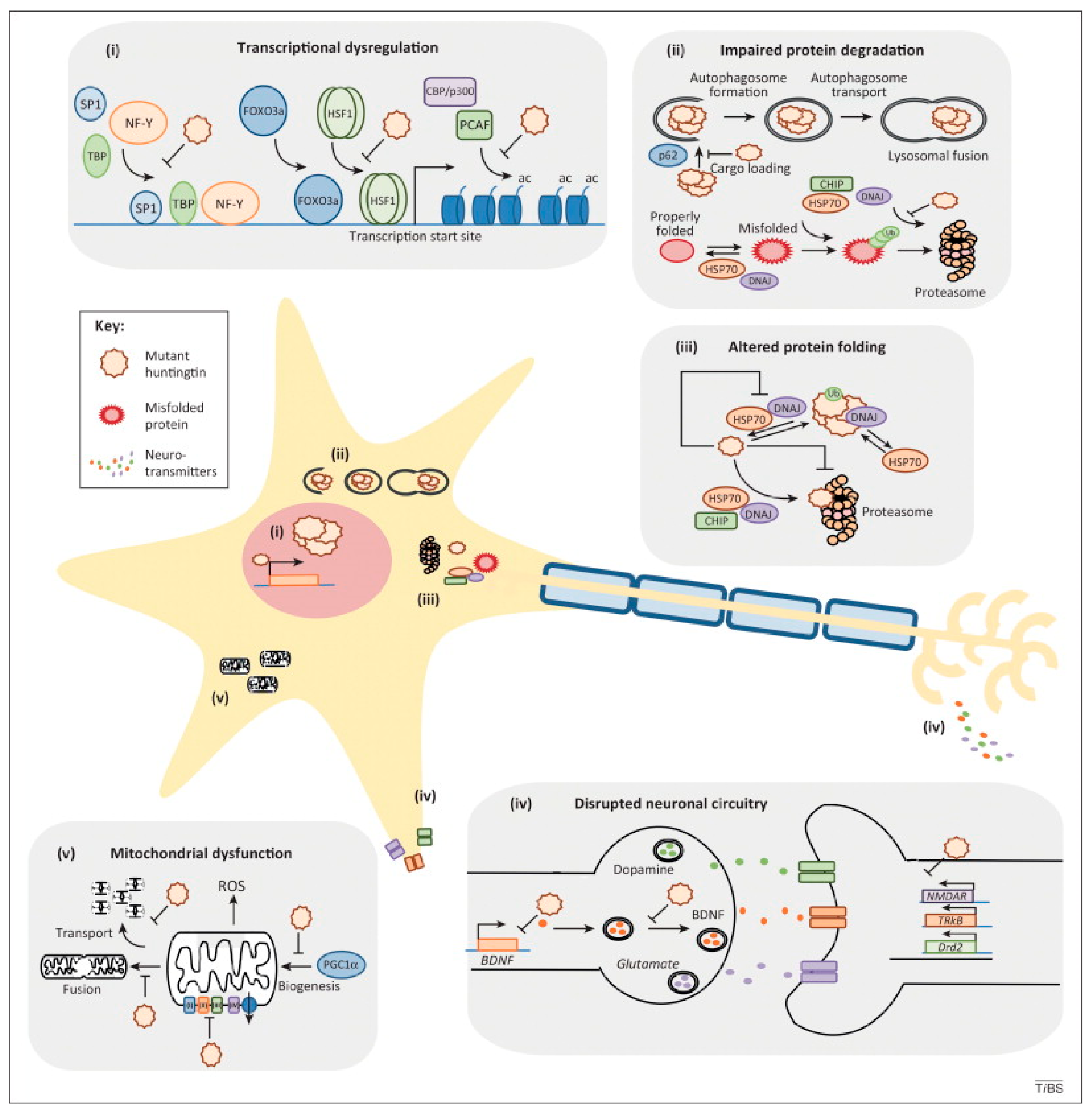 Biosensors 12 01176 g005