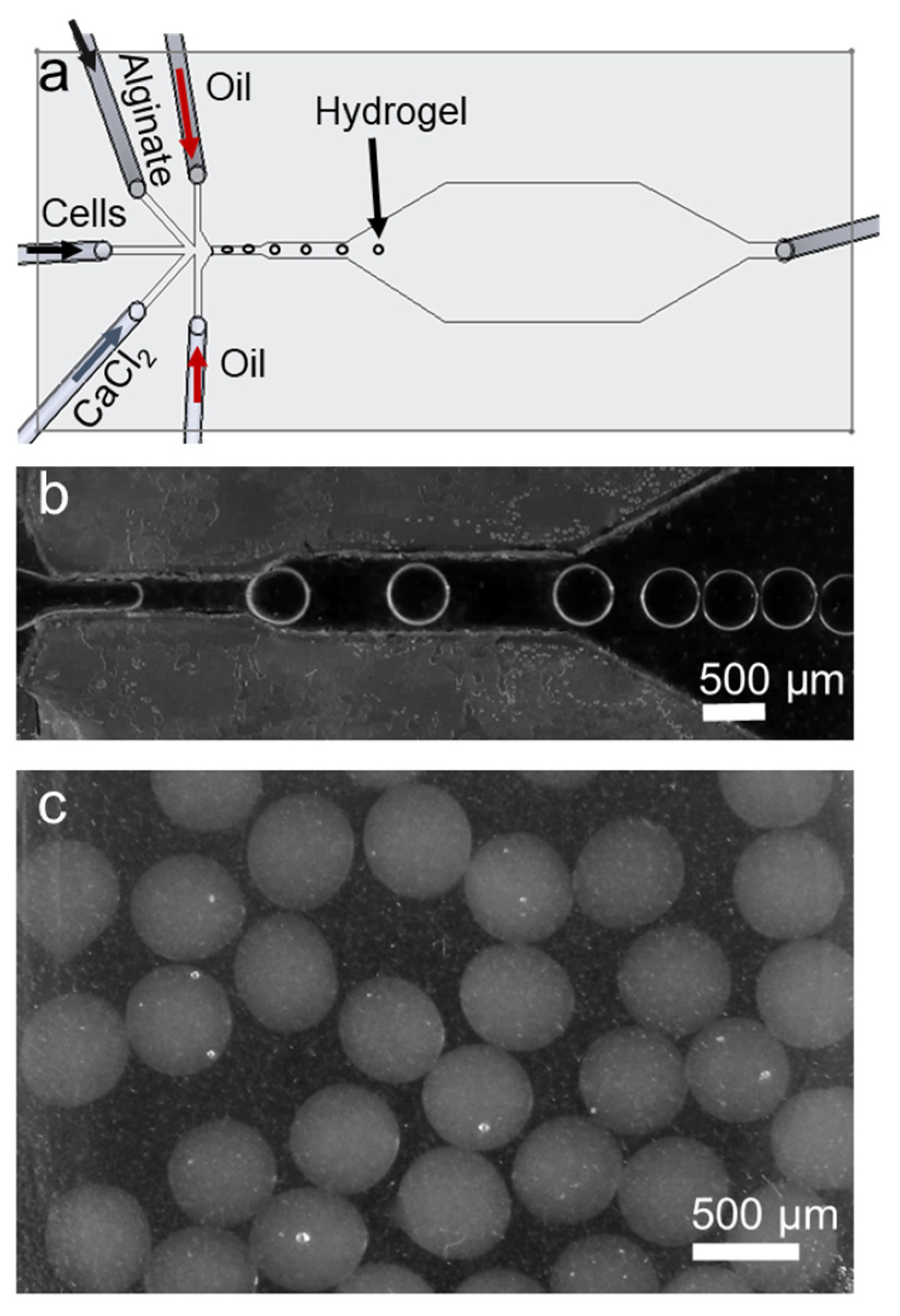 Biosensors 12 01177 g002 Biosensors 12 01177 g002