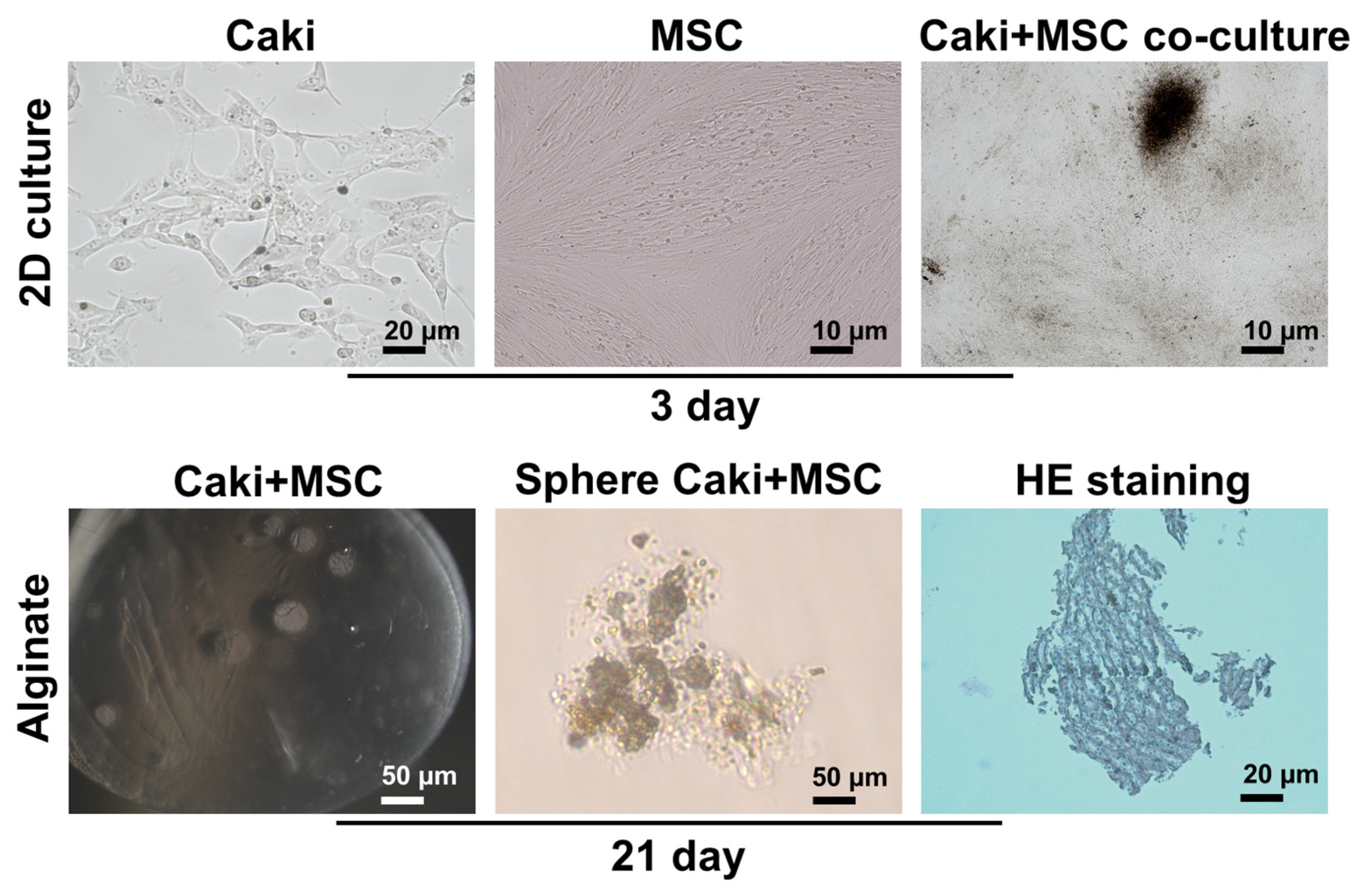 Biosensors 12 01177 g003 Biosensors 12 01177 g003