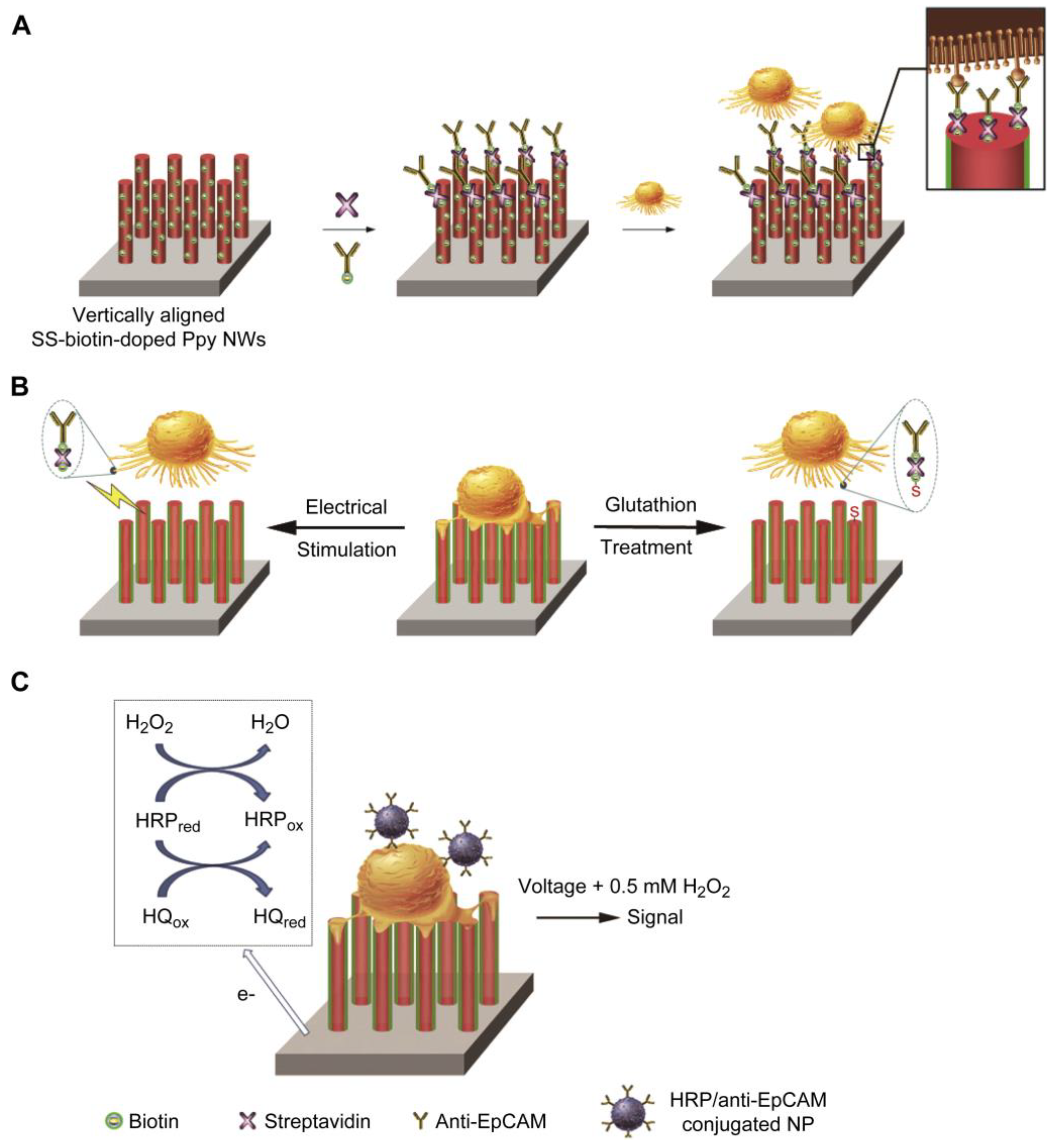 Biosensors 13 00031 sch009
