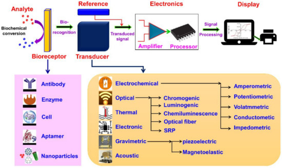 Nanotechnology-Enabled Biosensors: A Review of Fundamentals 