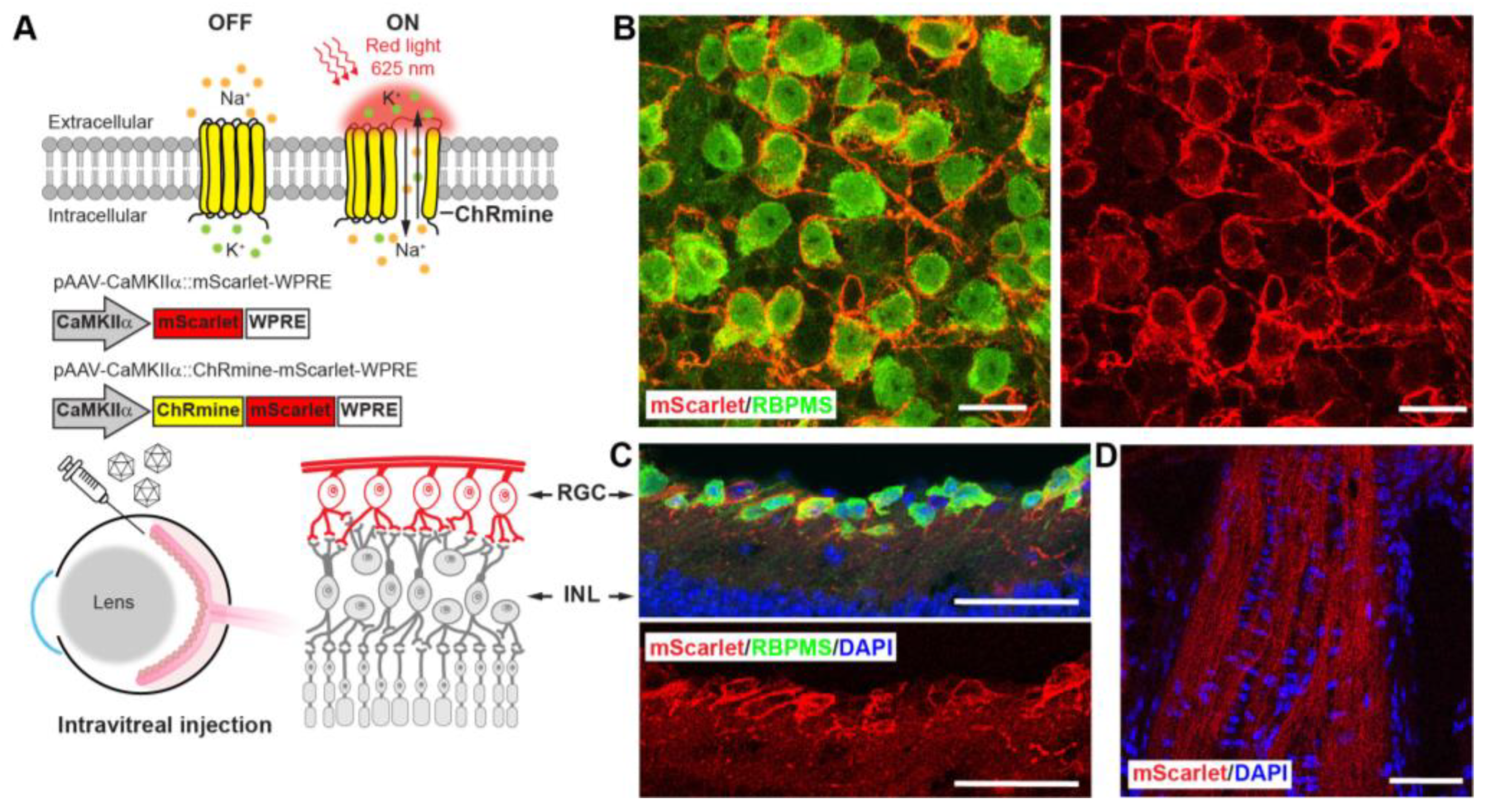 Biosensors 13 00042 g003 Biosensors 13 00042 g003