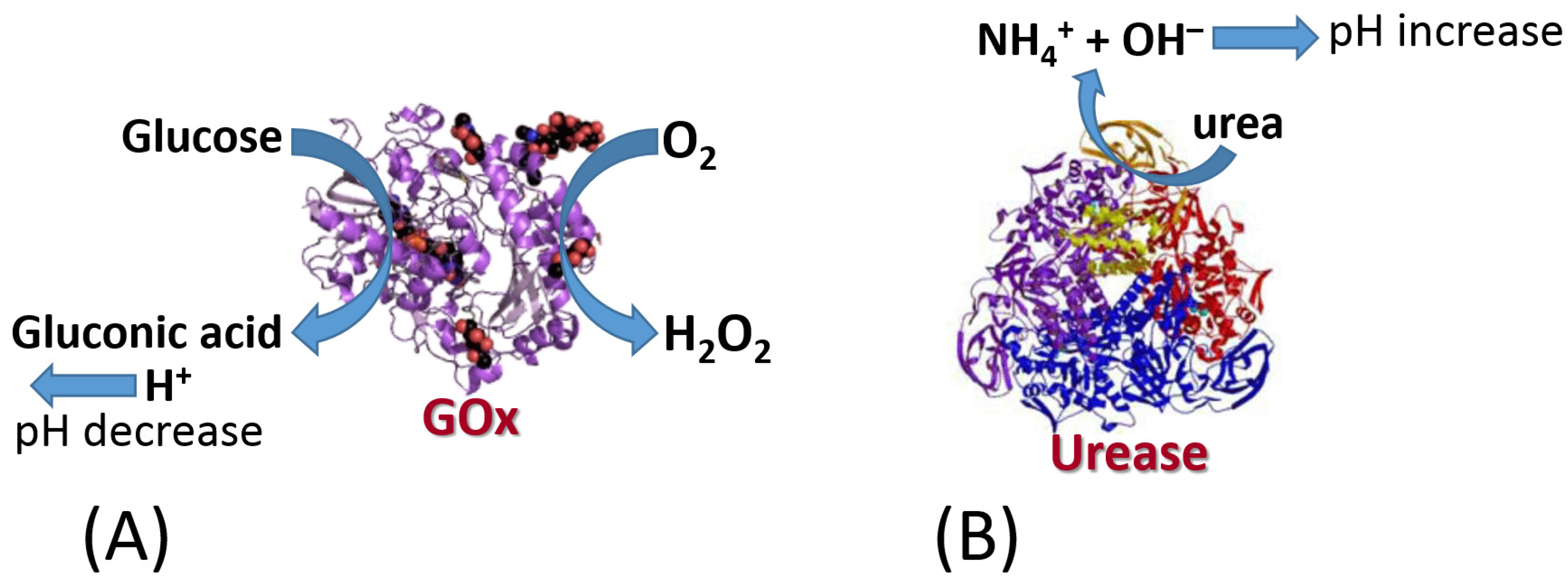 Biosensors 13 00044 g025 Biosensors 13 00044 g025