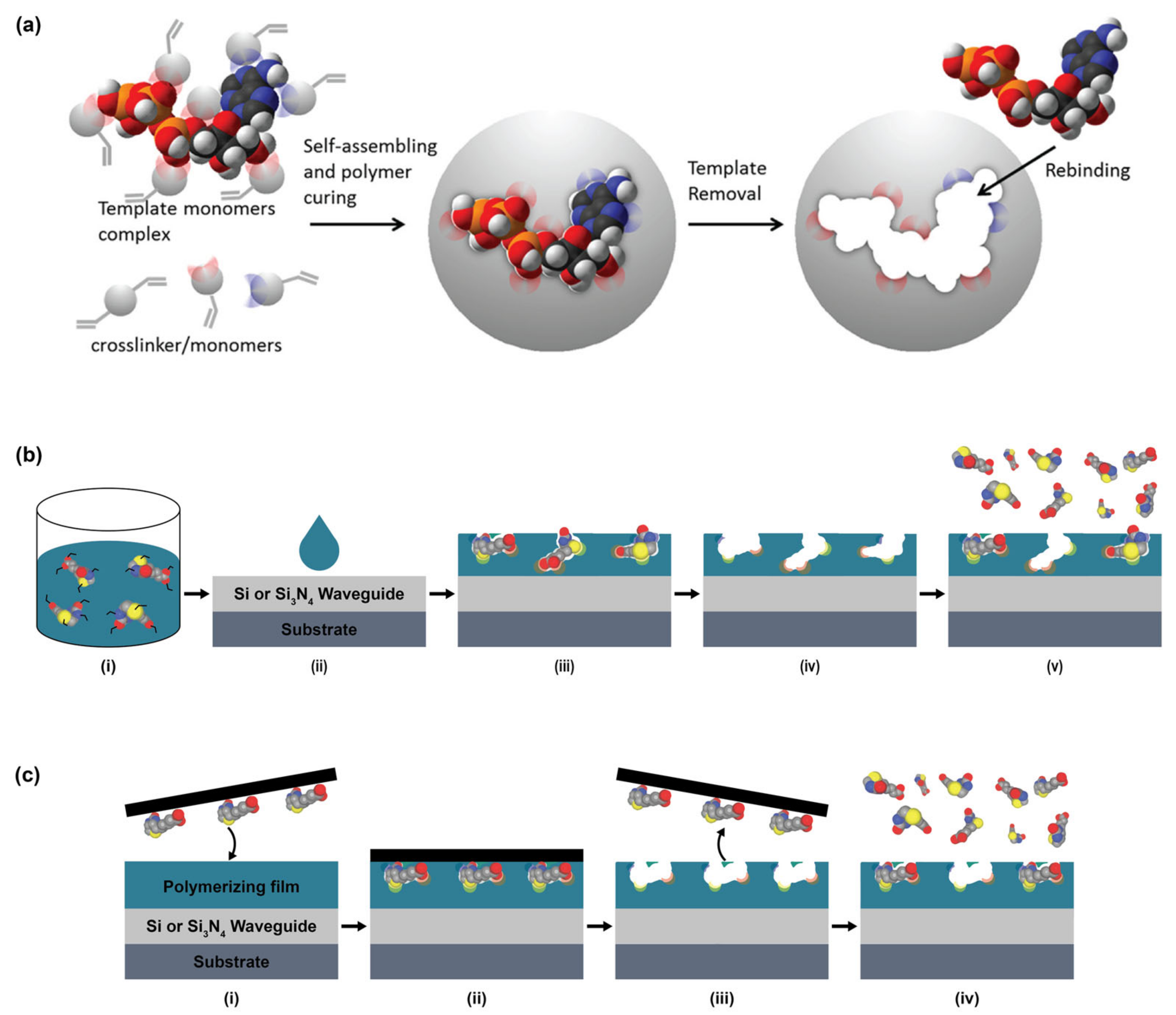 Biosensors Free FullText Biofunctionalization of Multiplexed