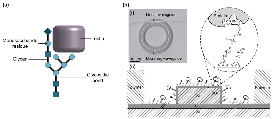 Biosensors 13 00053 g008 Biosensors 13 00053 g008