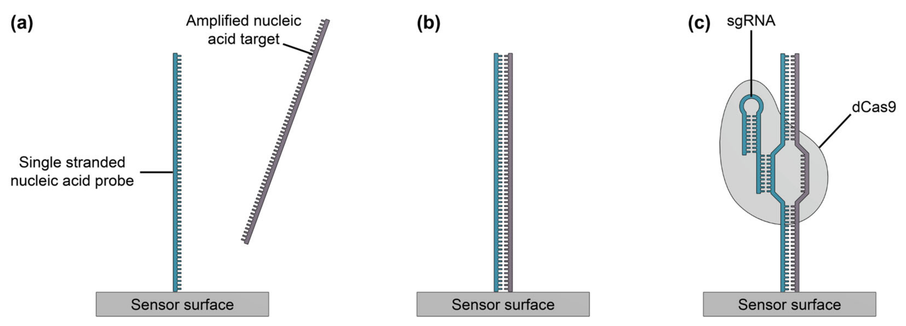 Biosensors 13 00053 g010 Biosensors 13 00053 g010