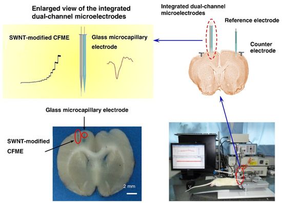 Recent Development of Neural Microelectrodes with Dual-Mode