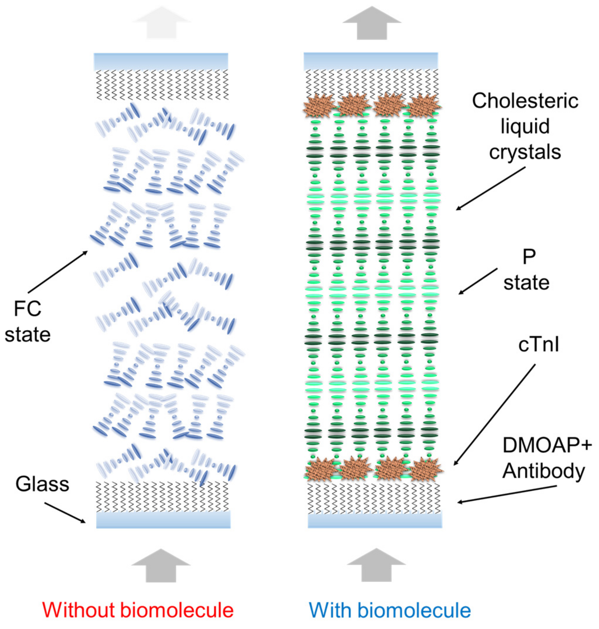 Biosensors 13 00060 g001