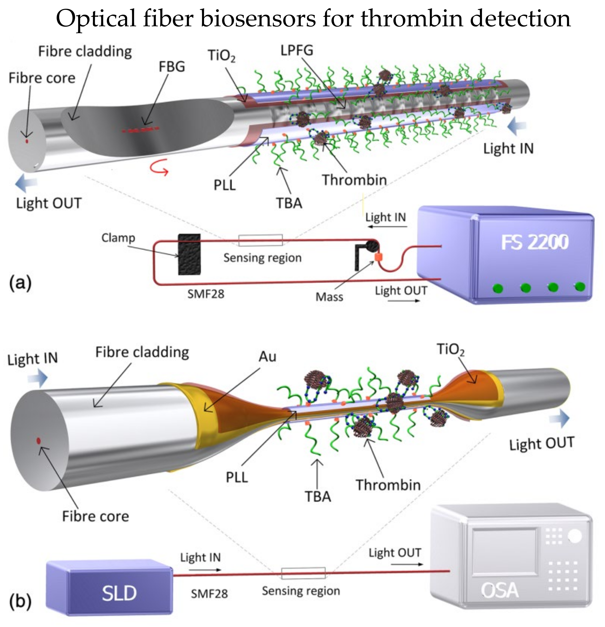 Biosensors 13 00064 g004 Biosensors 13 00064 g004