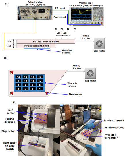 Development of a Wearable Ultrasound Transducer for Sensing Muscle ...