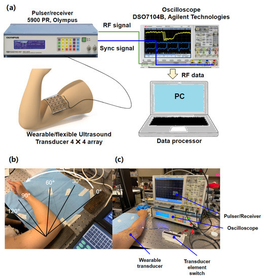 Development of a Wearable Ultrasound Transducer for Sensing Muscle ...