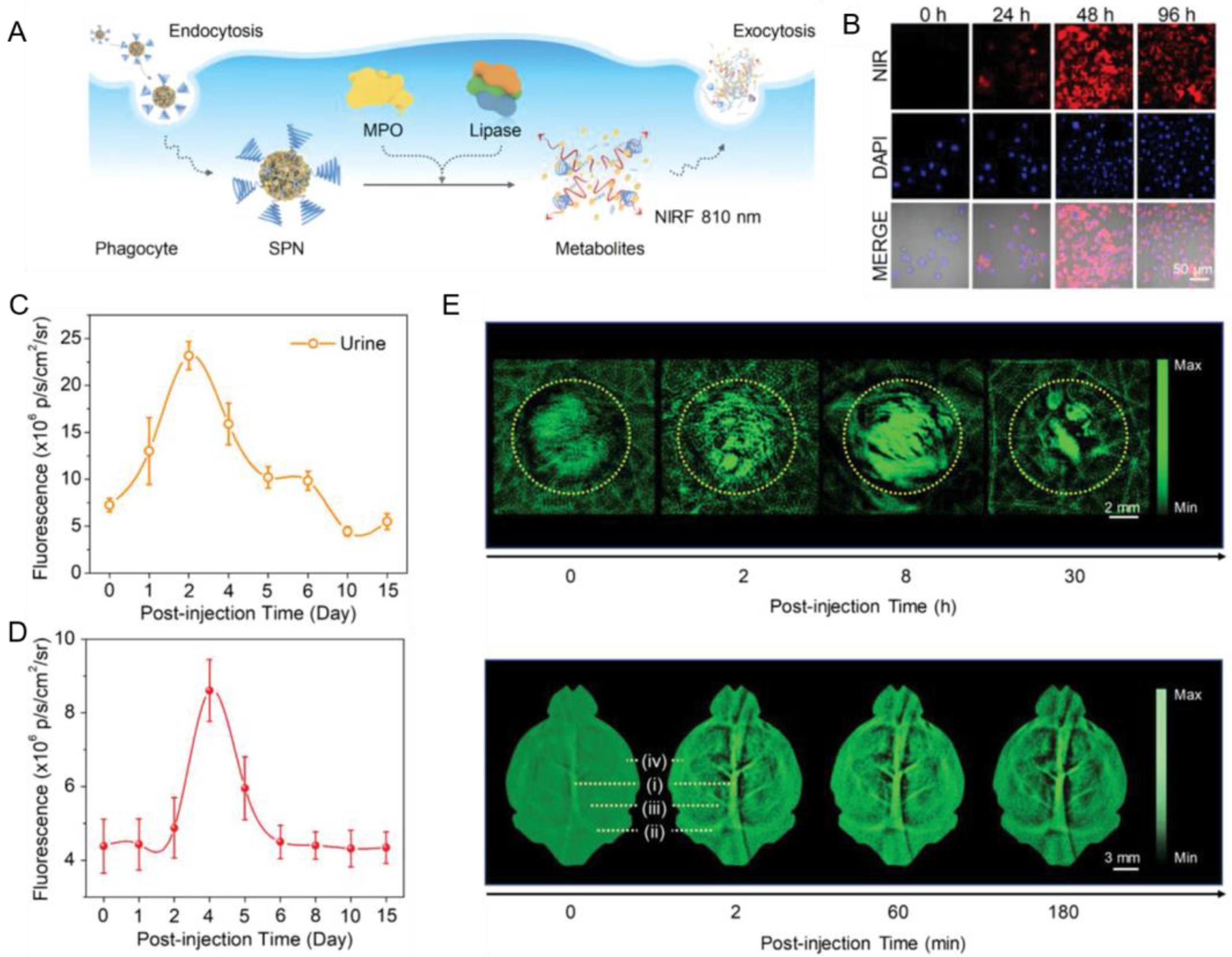 Biosensors 13 00137 g009 Biosensors 13 00137 g009