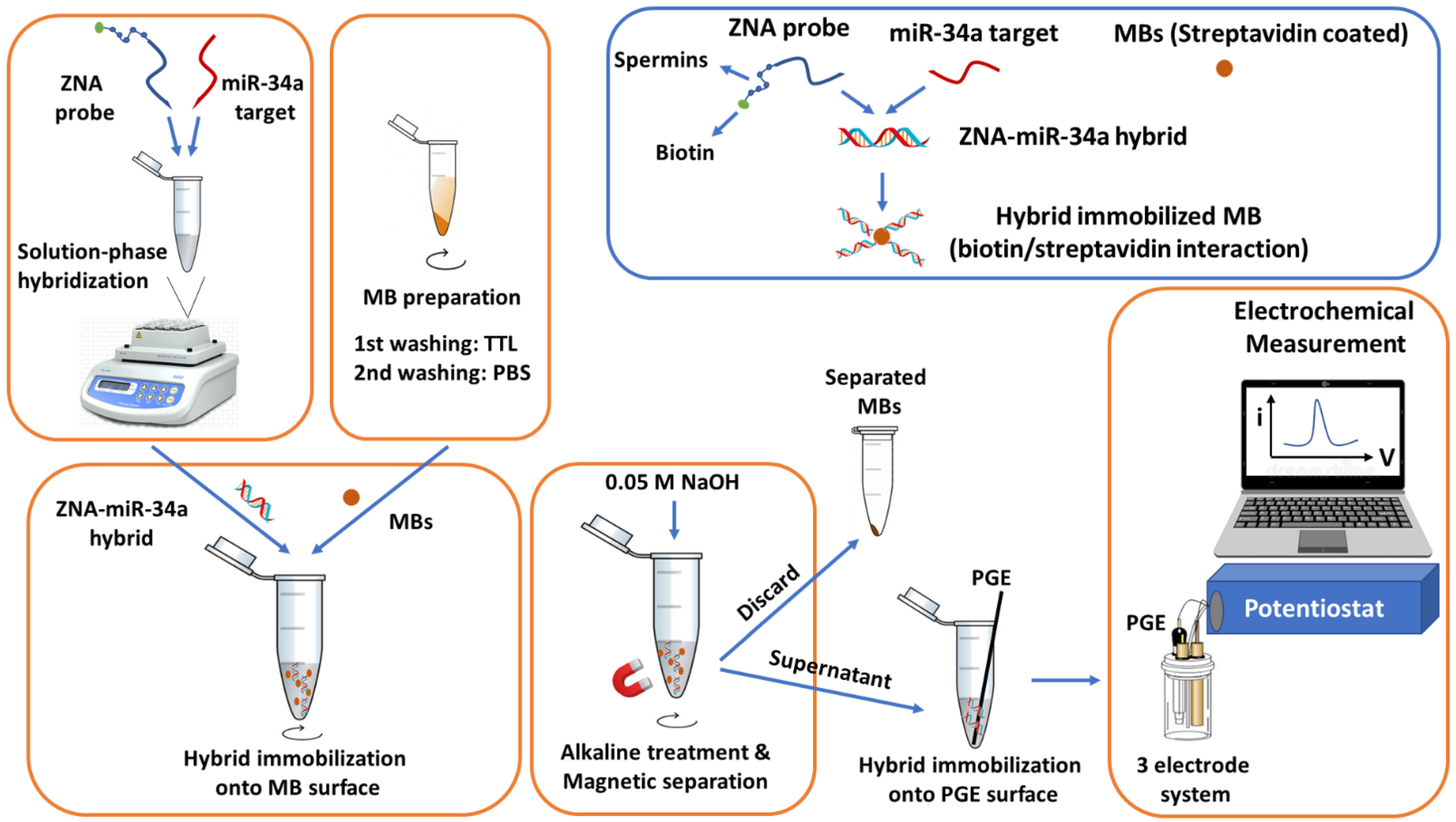 Biosensors 13 00144 sch001 Biosensors 13 00144 sch001
