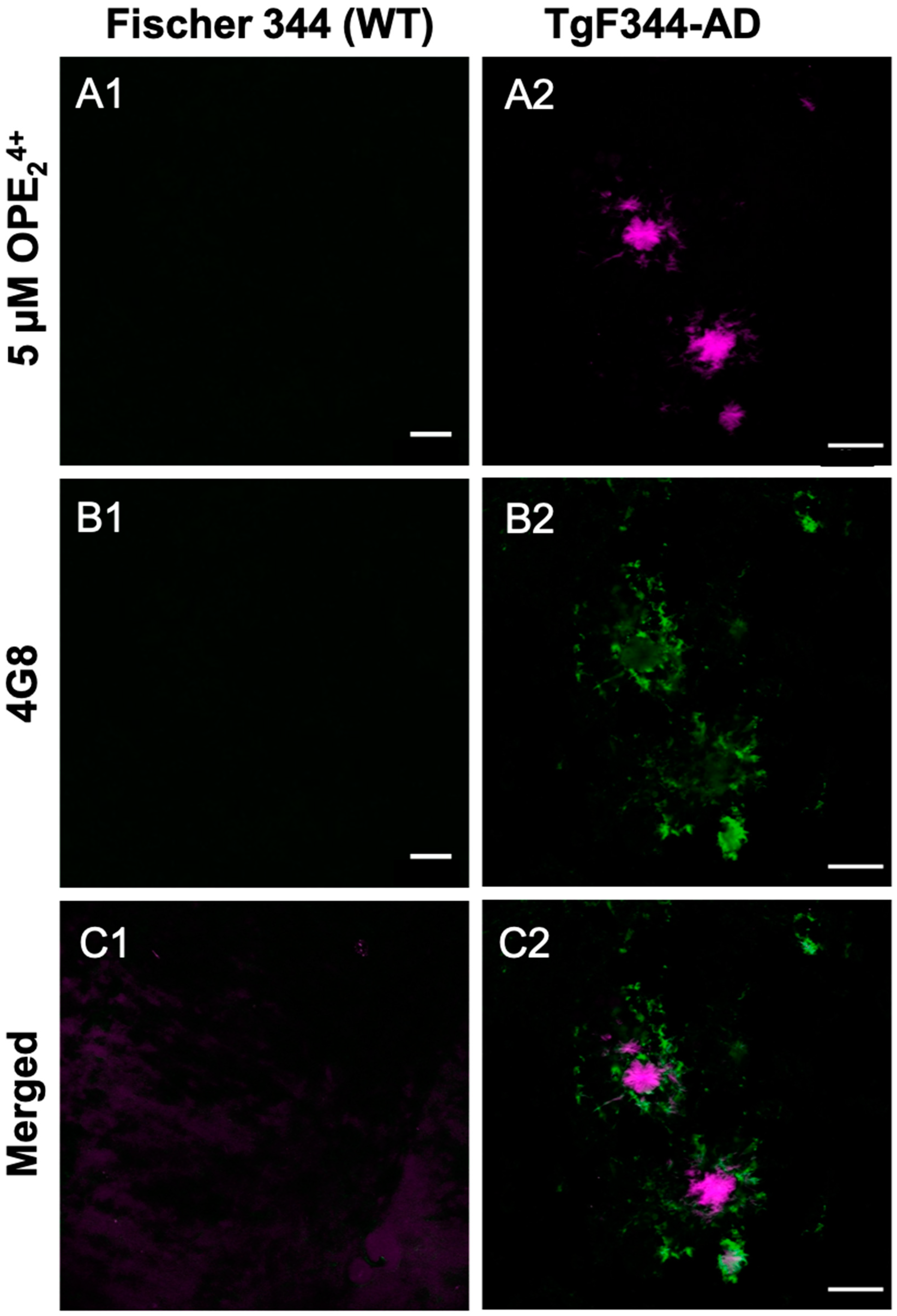 Biosensors 13 00151 g008