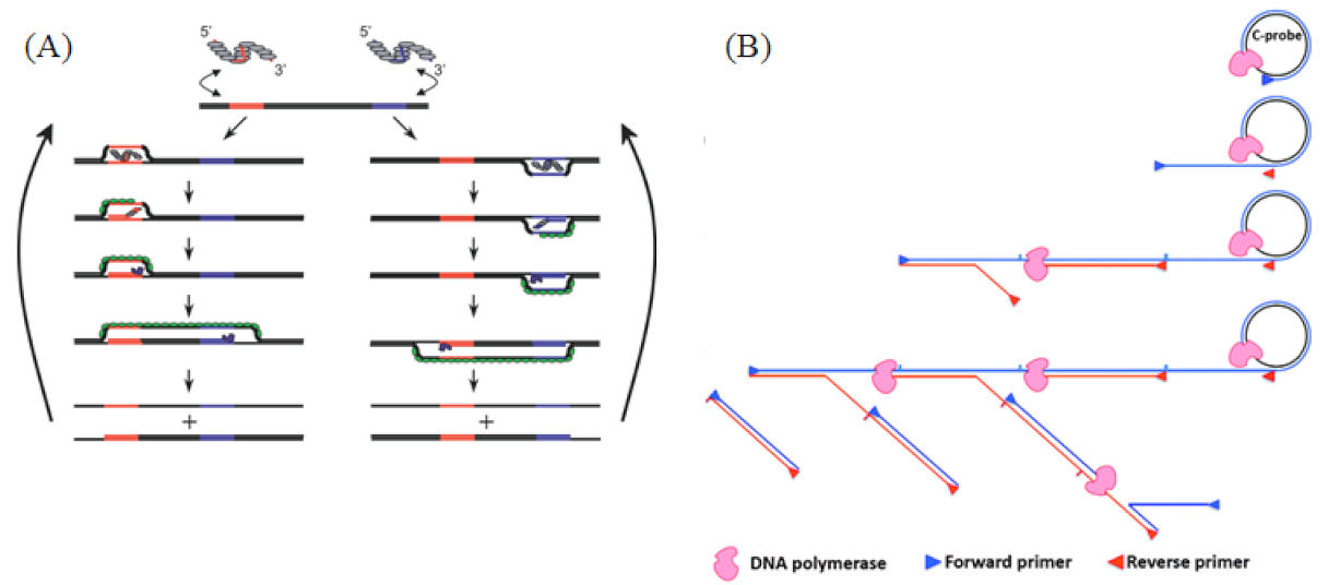 Biosensors 13 00160 g003 Biosensors 13 00160 g003