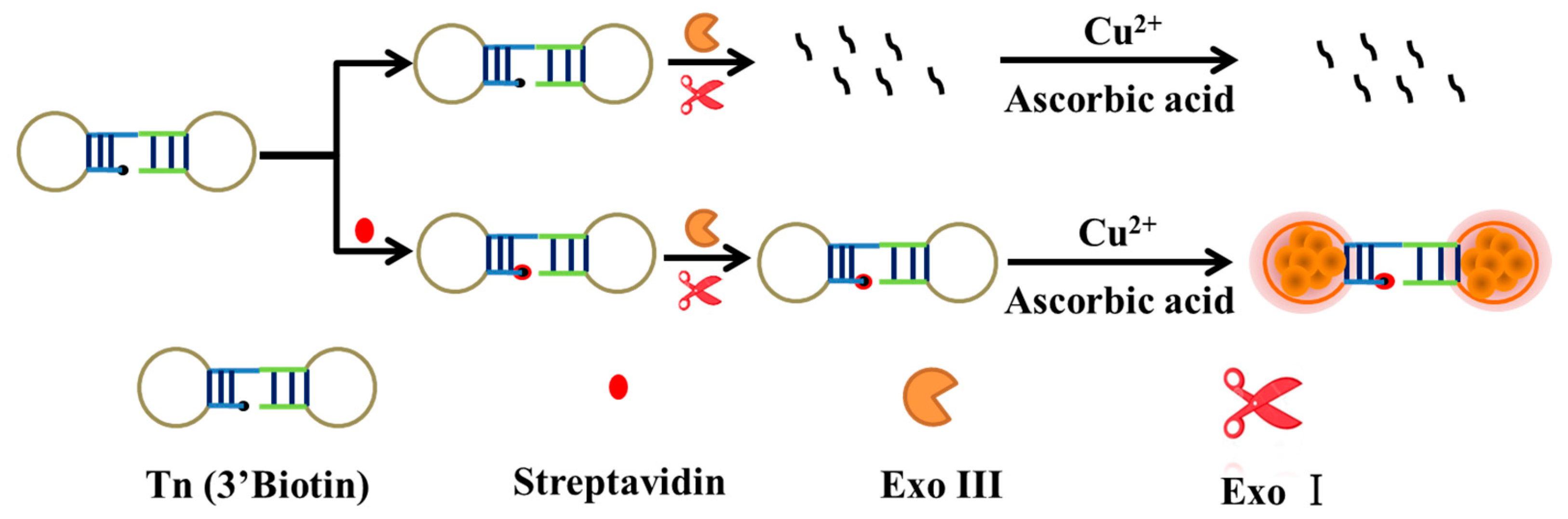 Biosensors 13 00168 sch001