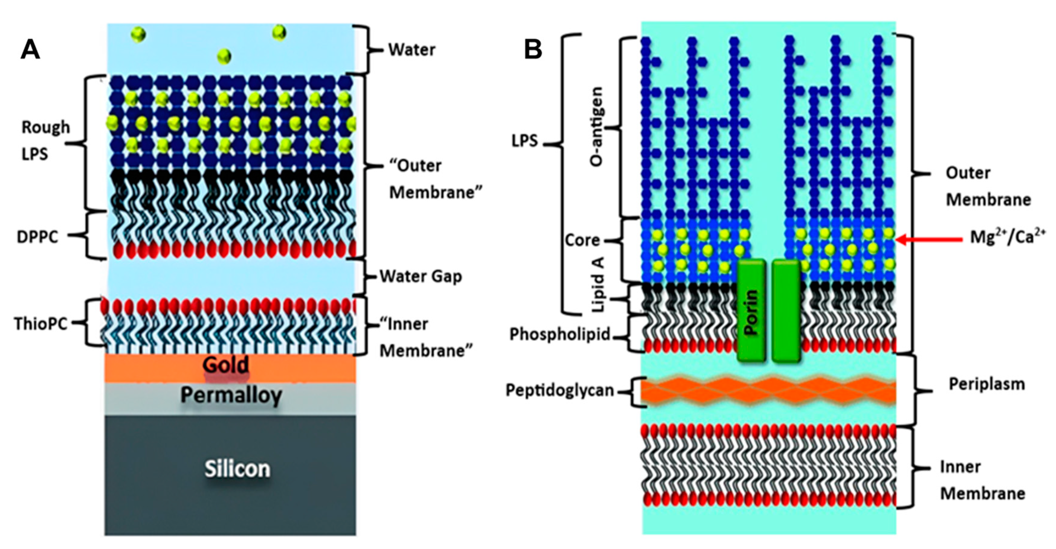 Biosensors 13 00189 g004