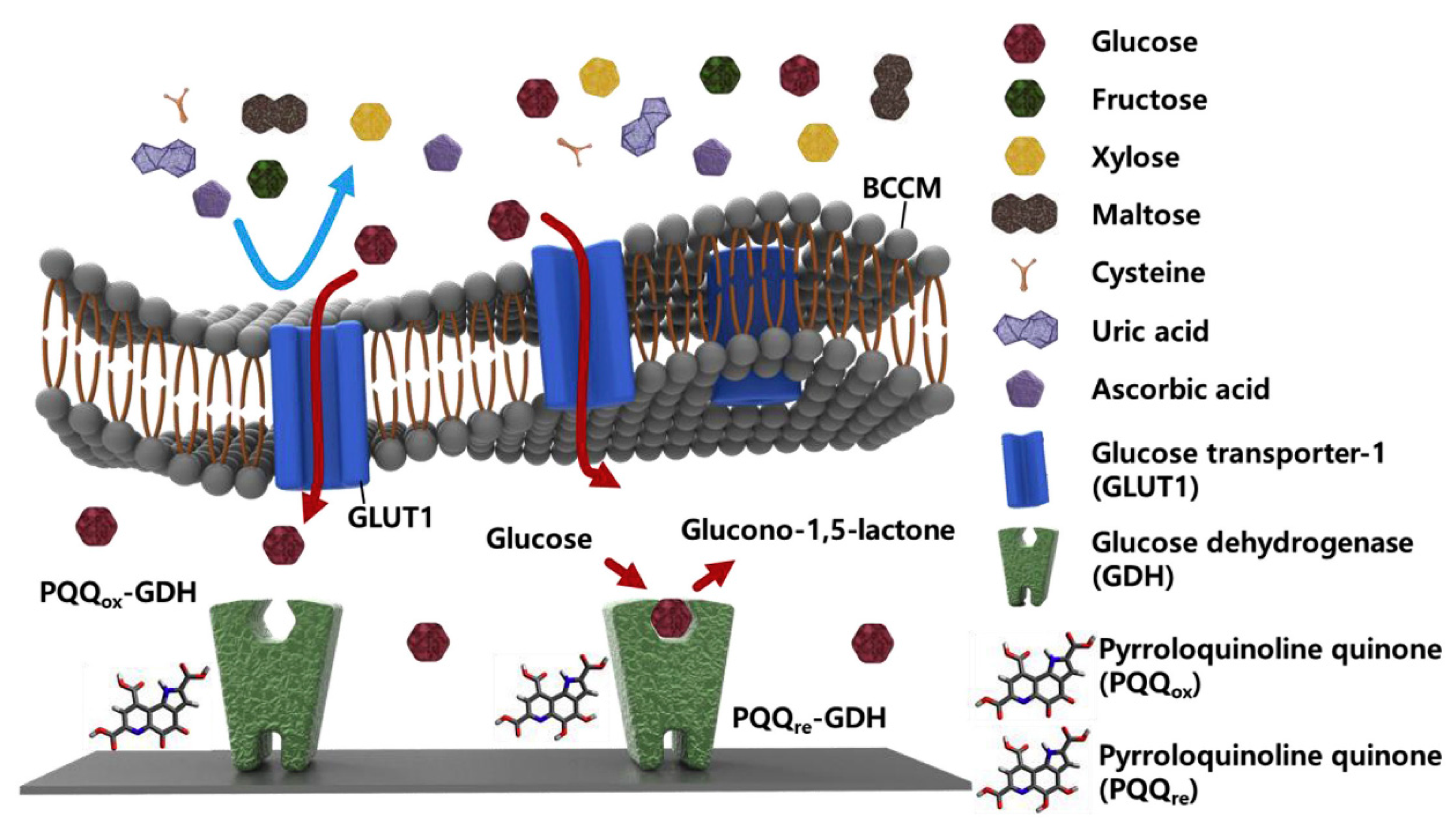 Biosensors 13 00189 g008