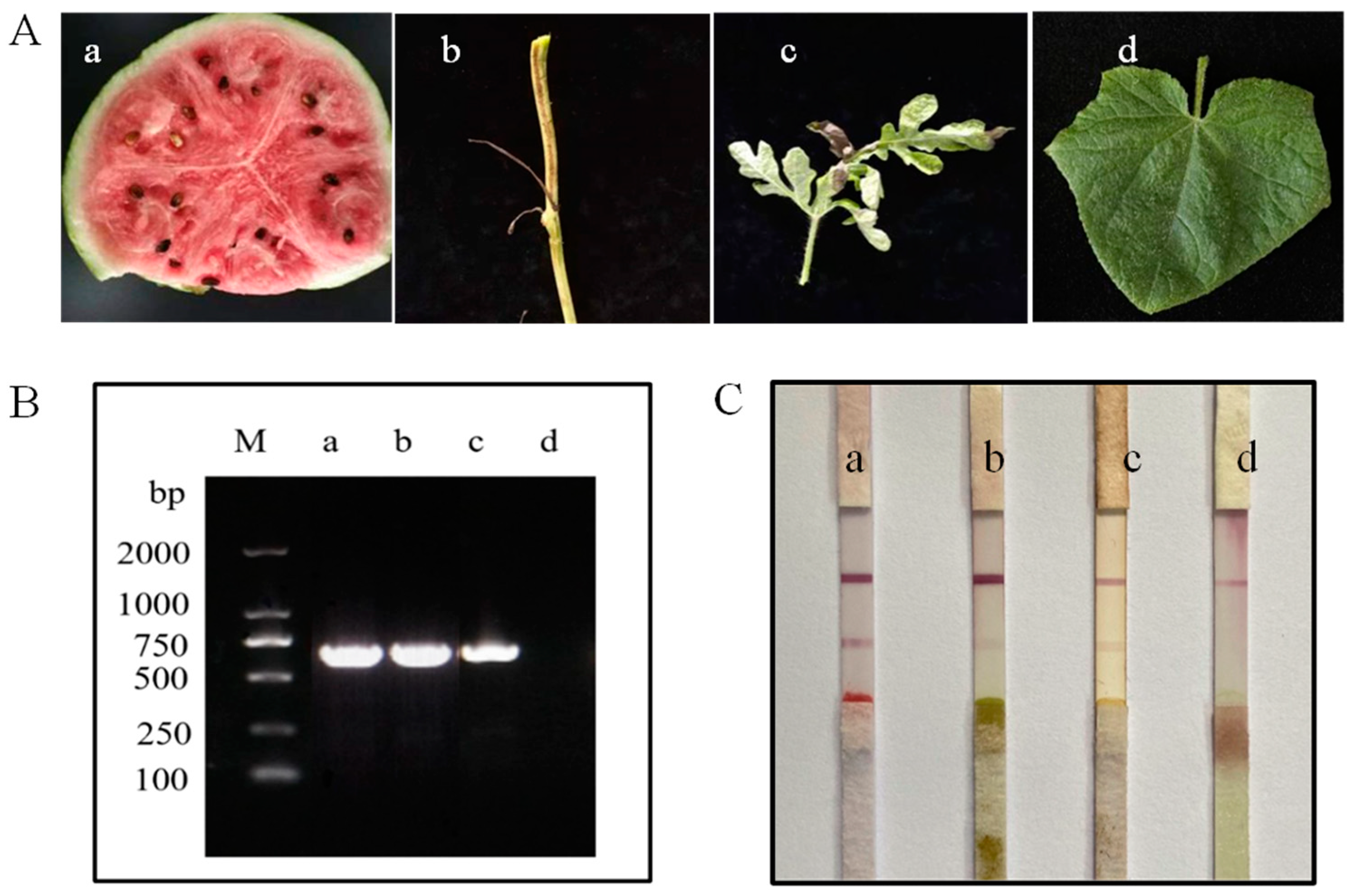 Biosensors 13 00199 g006 Biosensors 13 00199 g006