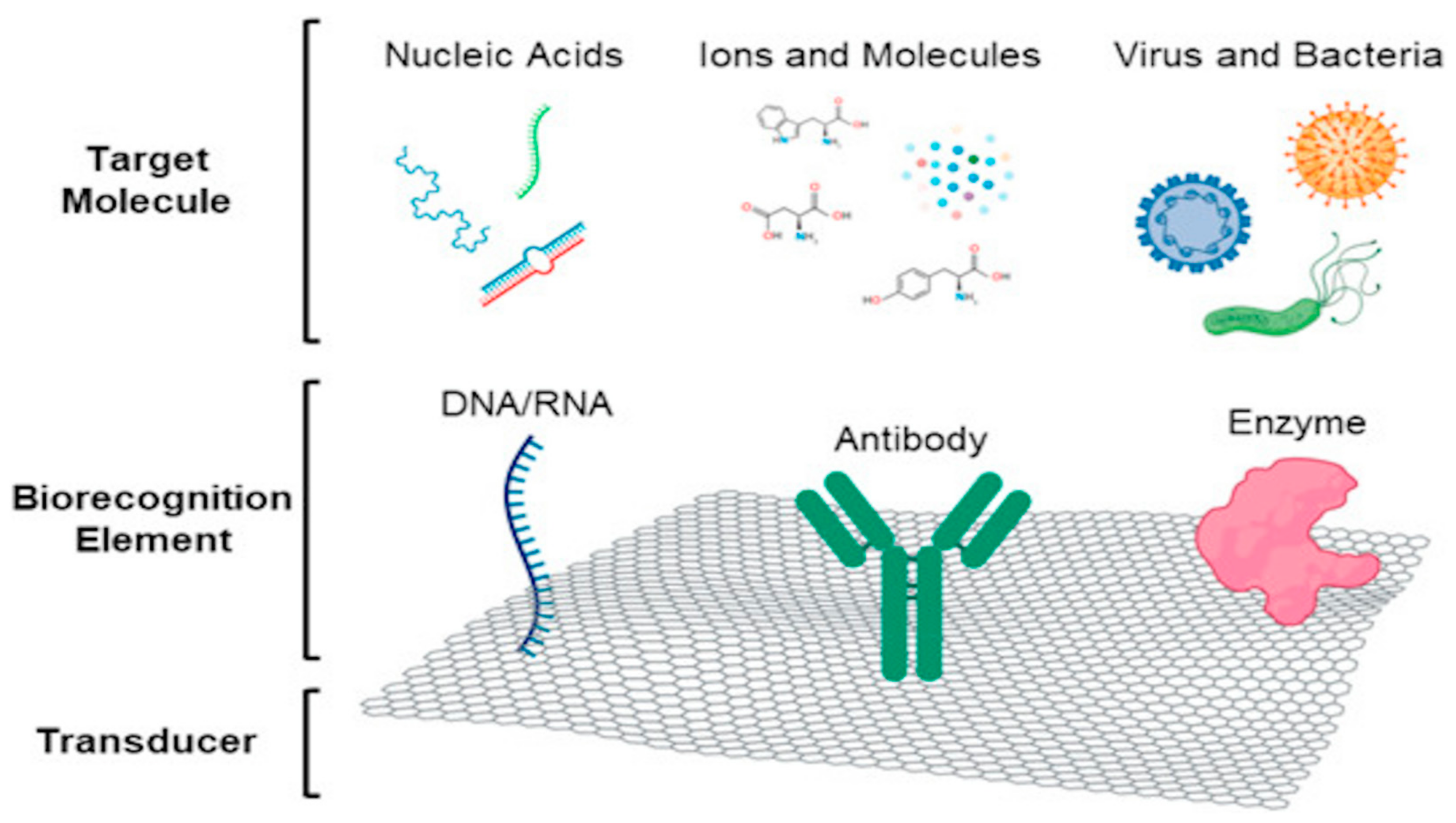 Biosensors 13 00206 g002 Biosensors 13 00206 g002