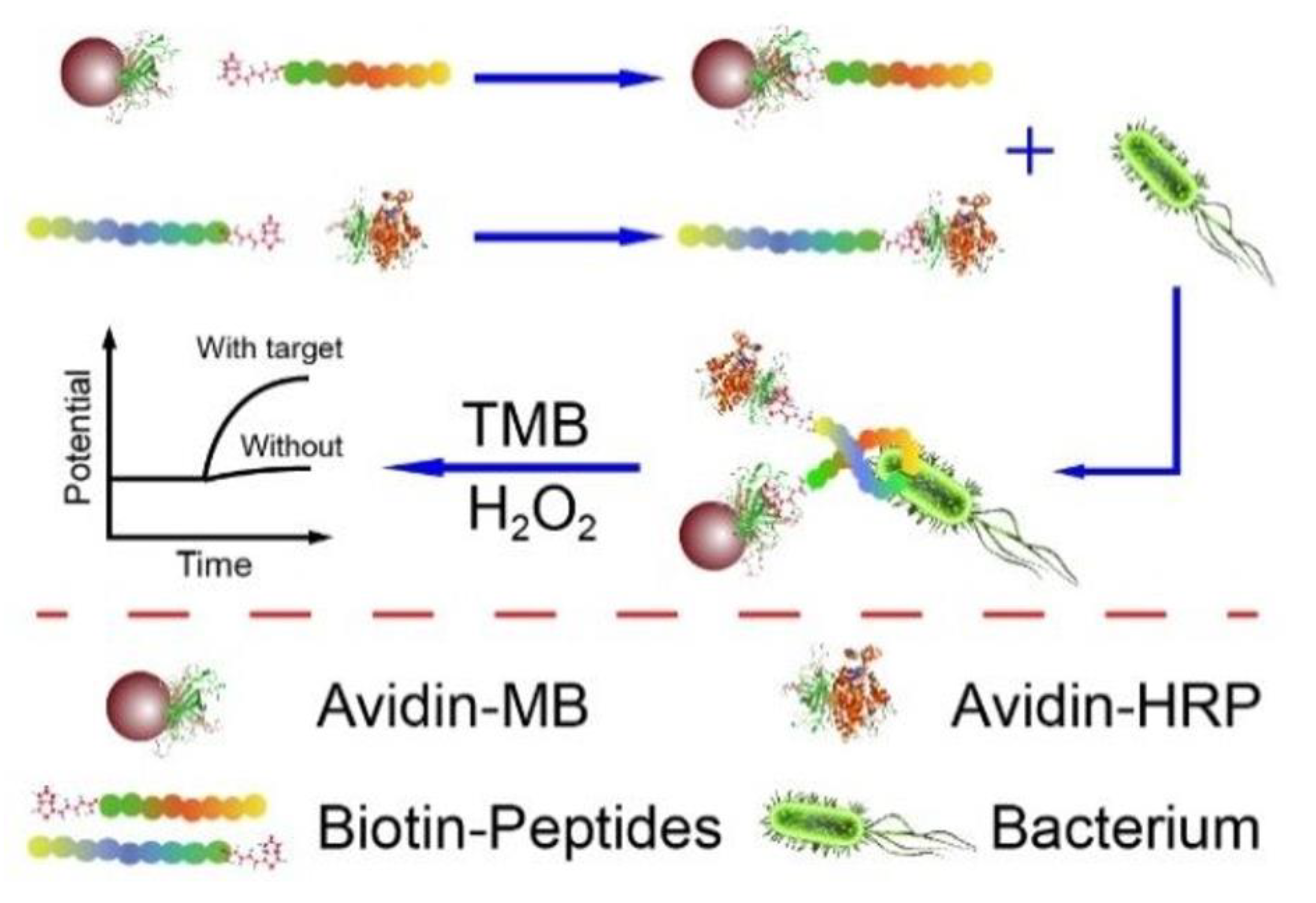 Biosensors 13 00216 g002 Biosensors 13 00216 g002