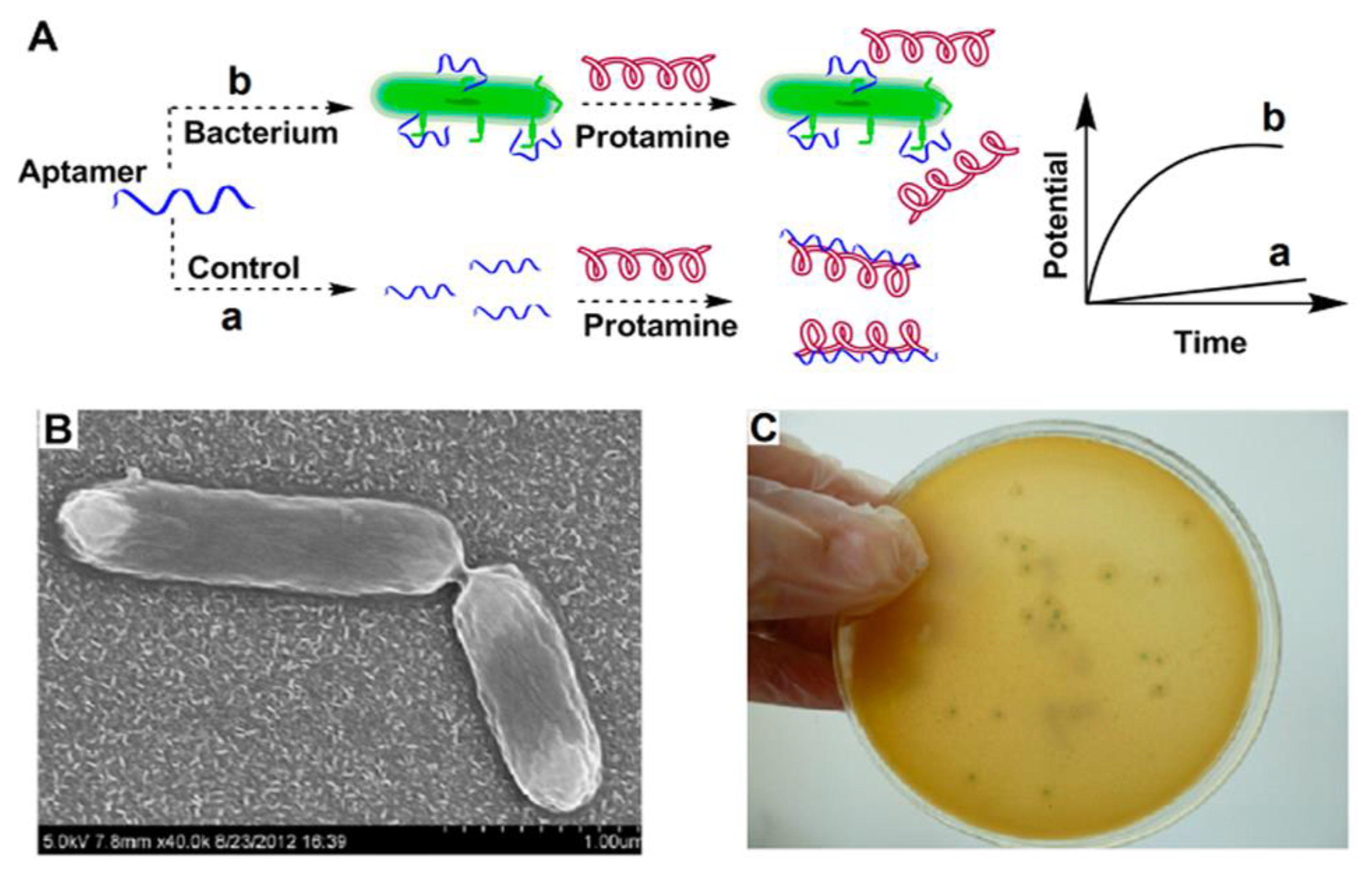 Biosensors 13 00216 g003 Biosensors 13 00216 g003