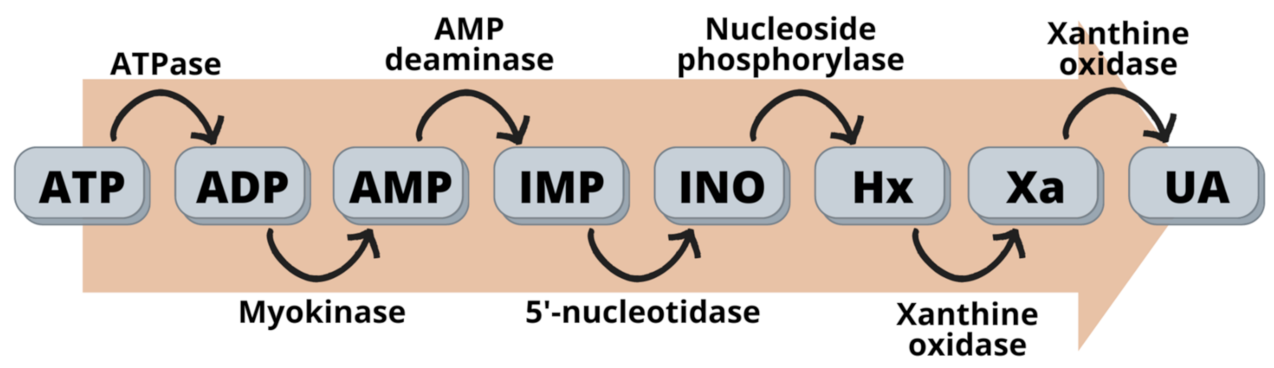 Assessing Meat Freshness via Nanotechnology Biosensors: Is