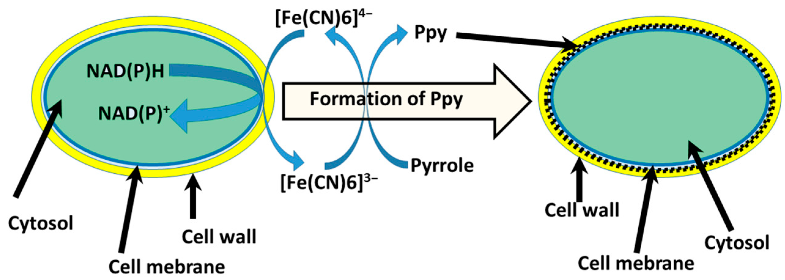 Biosensors 13 00221 g005 Biosensors 13 00221 g005