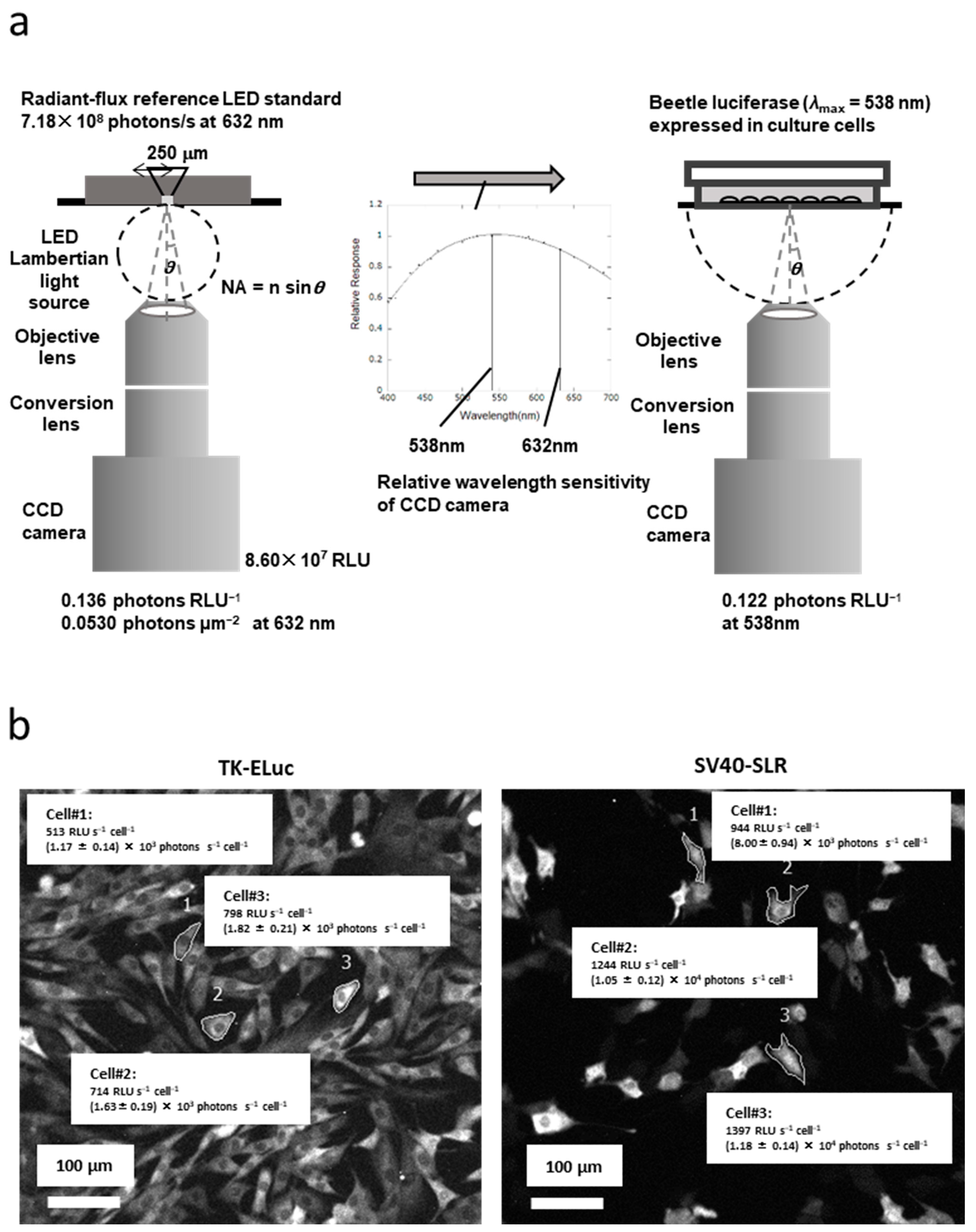 Biosensors 13 00223 g004