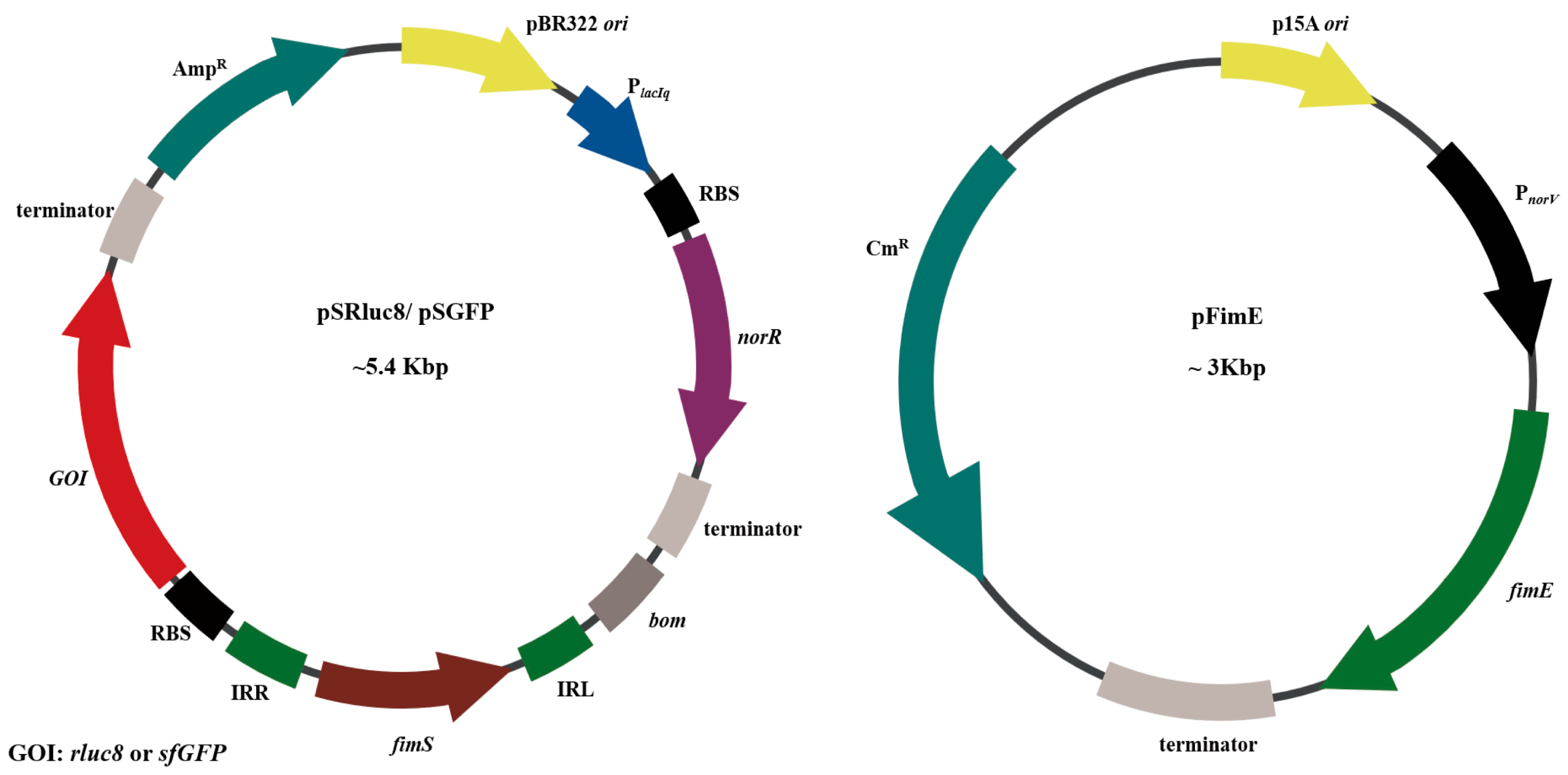 Biosensors 13 00266 g002 Biosensors 13 00266 g002