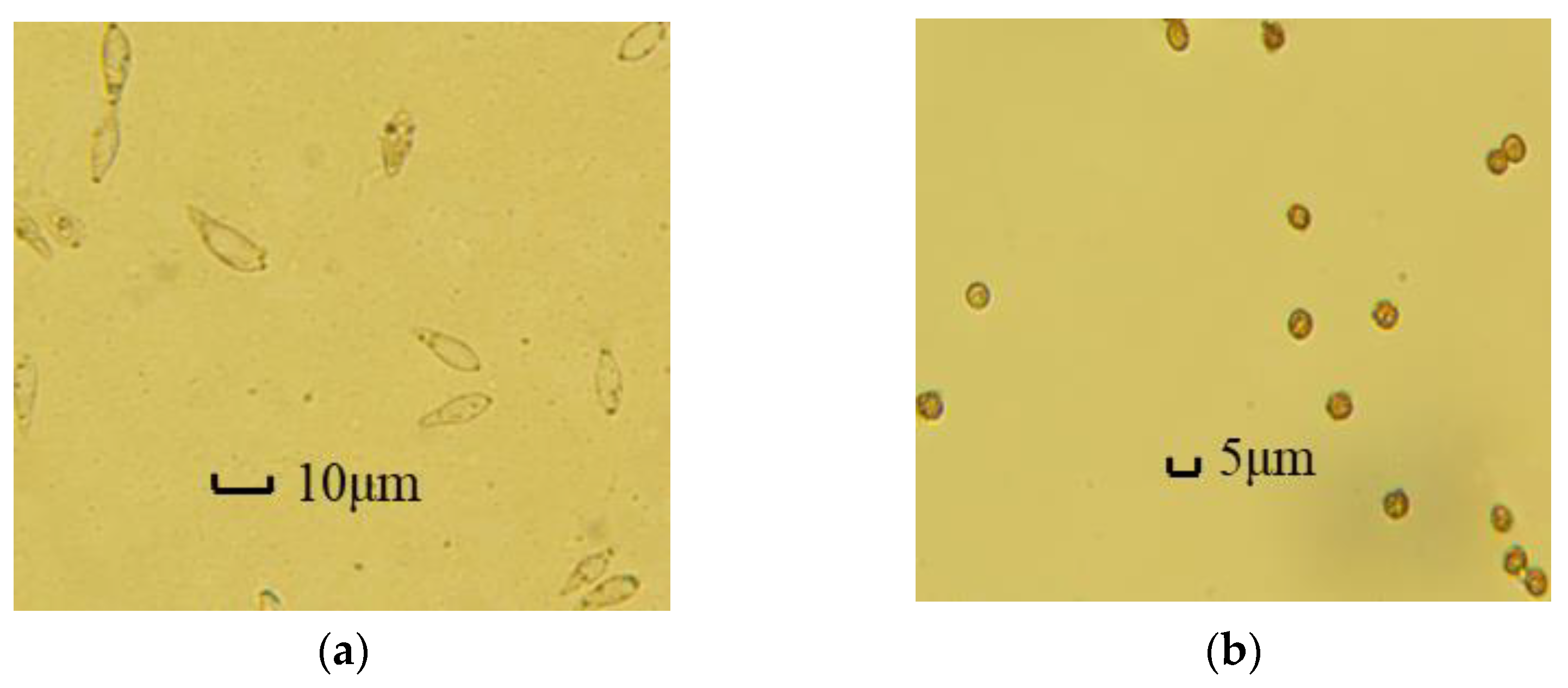 Biosensors 13 00278 g007