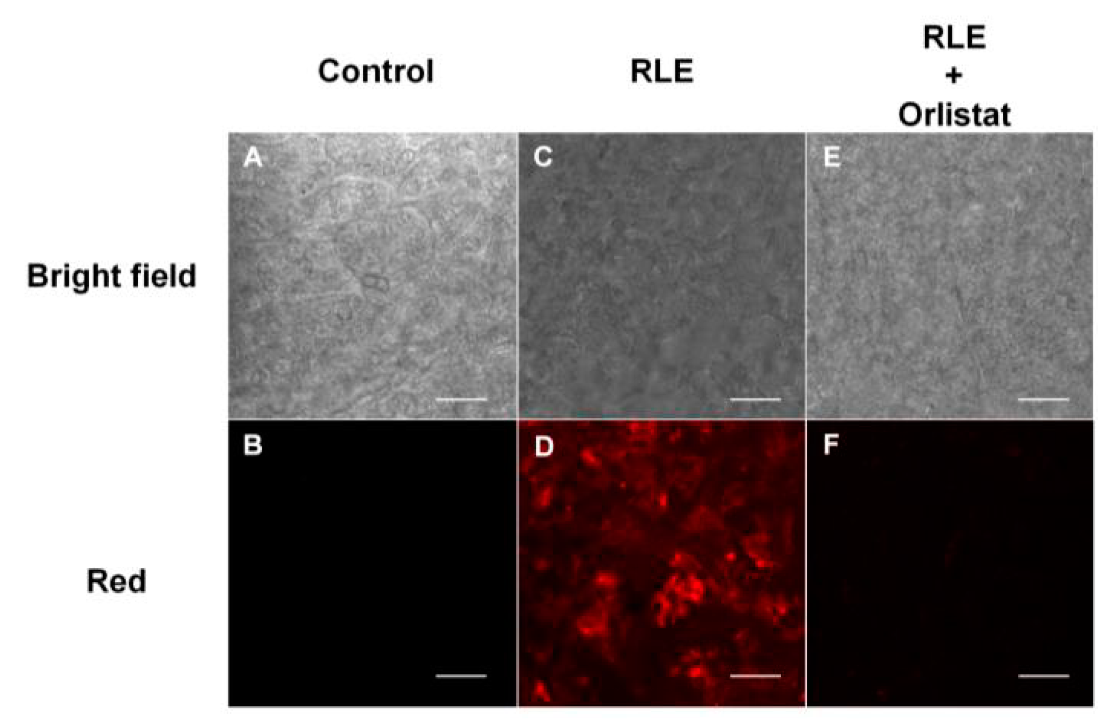 Biosensors 13 00283 g005