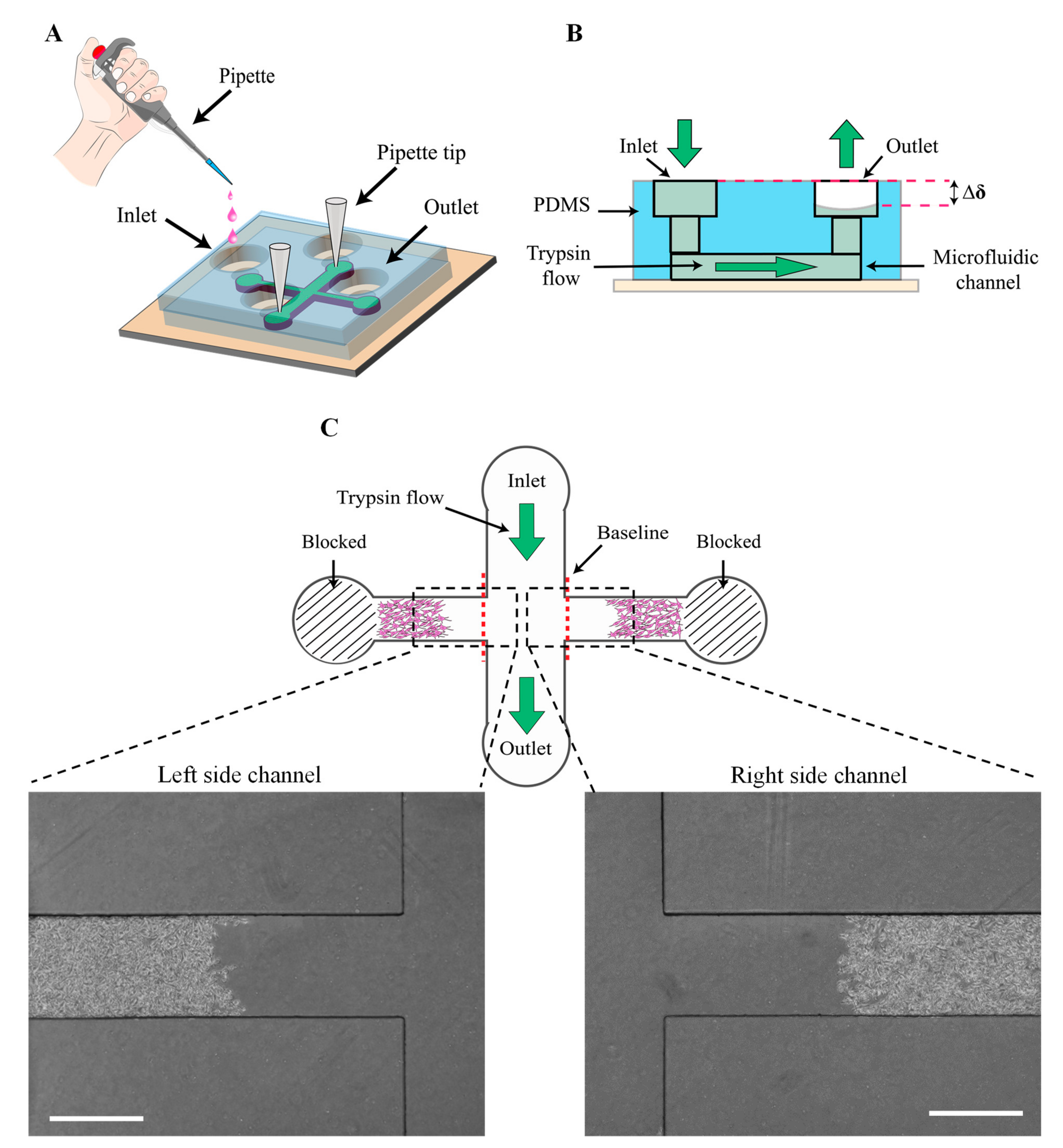 Biosensors 13 00290 g003 Biosensors 13 00290 g003