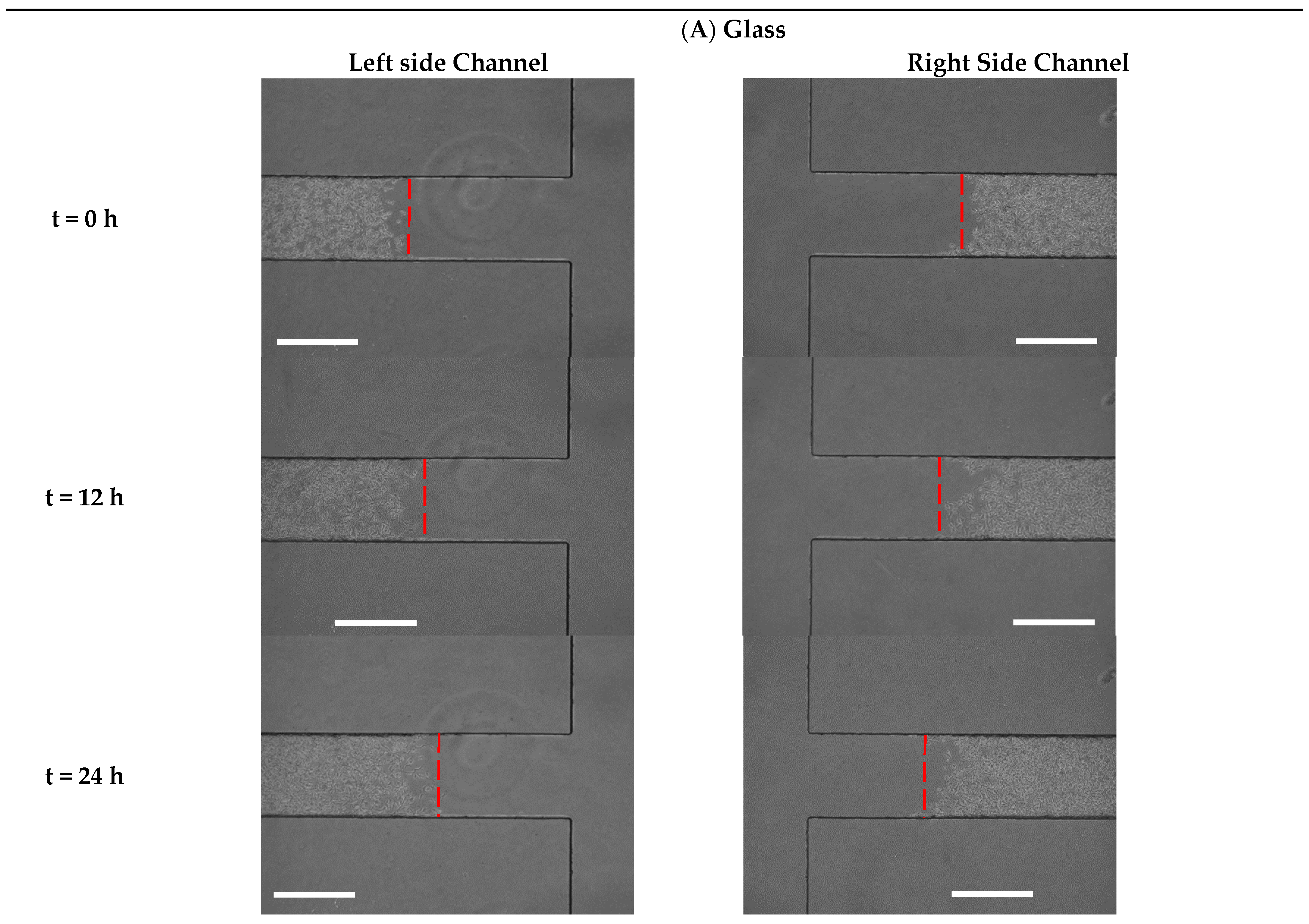 Biosensors 13 00290 g005a Biosensors 13 00290 g005a