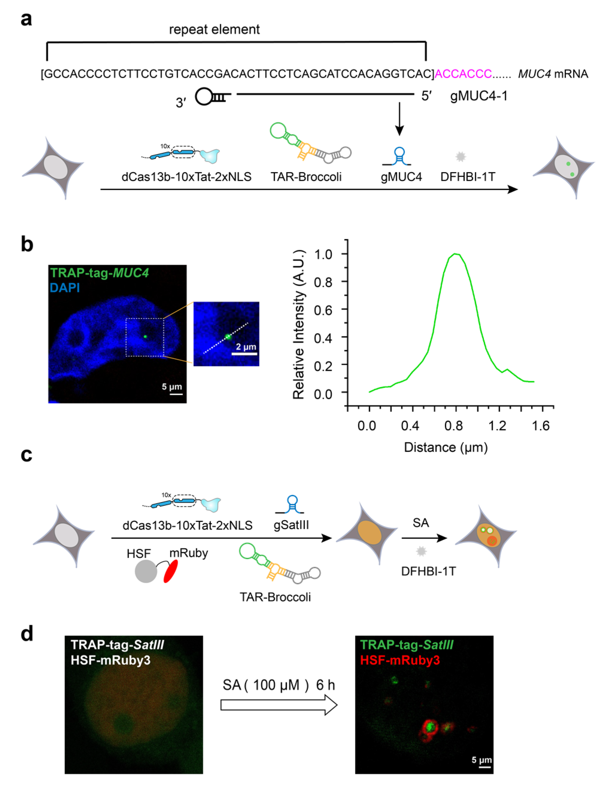 Biosensors 13 00293 g003 Biosensors 13 00293 g003