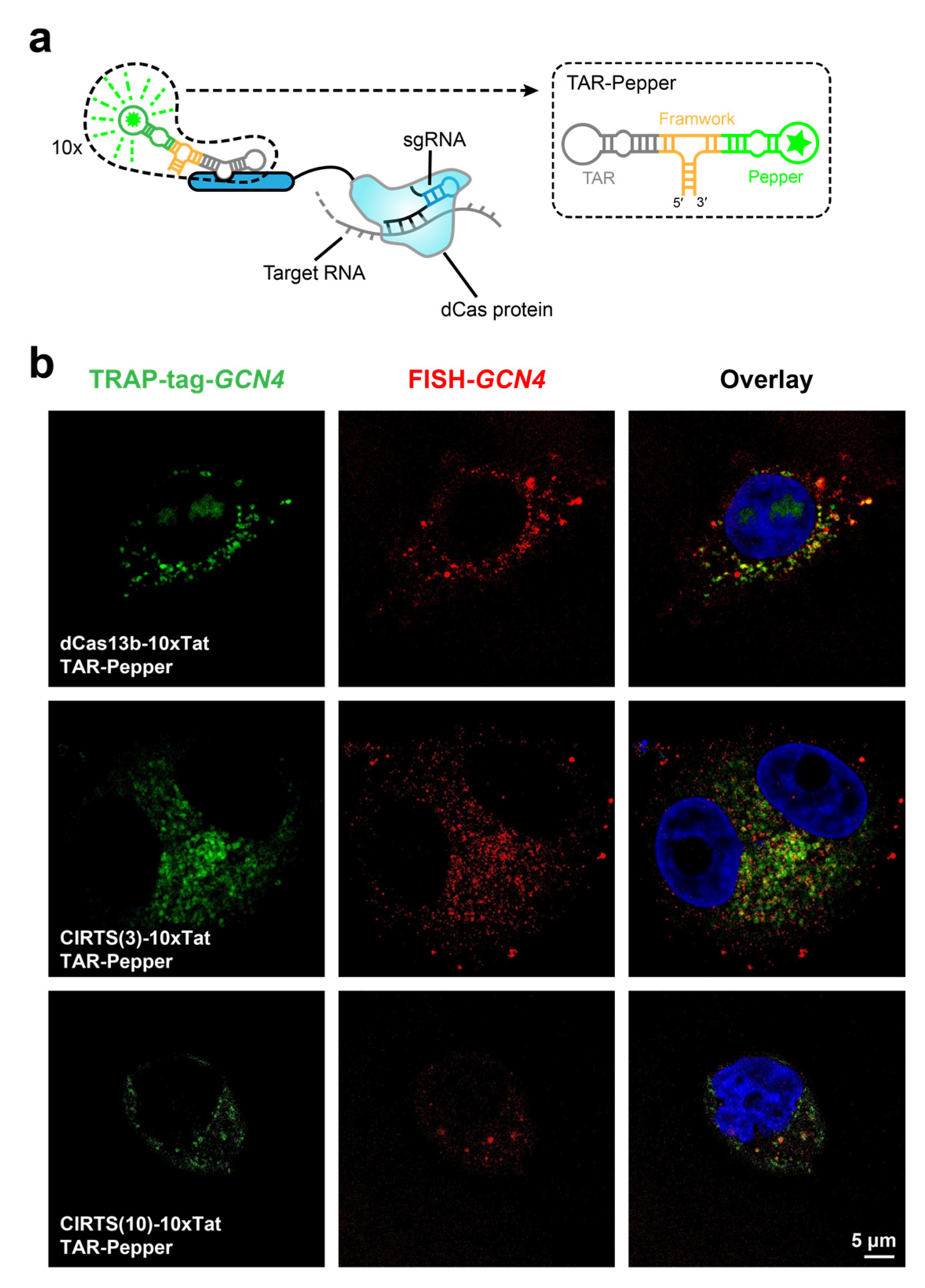 Biosensors 13 00293 g005 Biosensors 13 00293 g005
