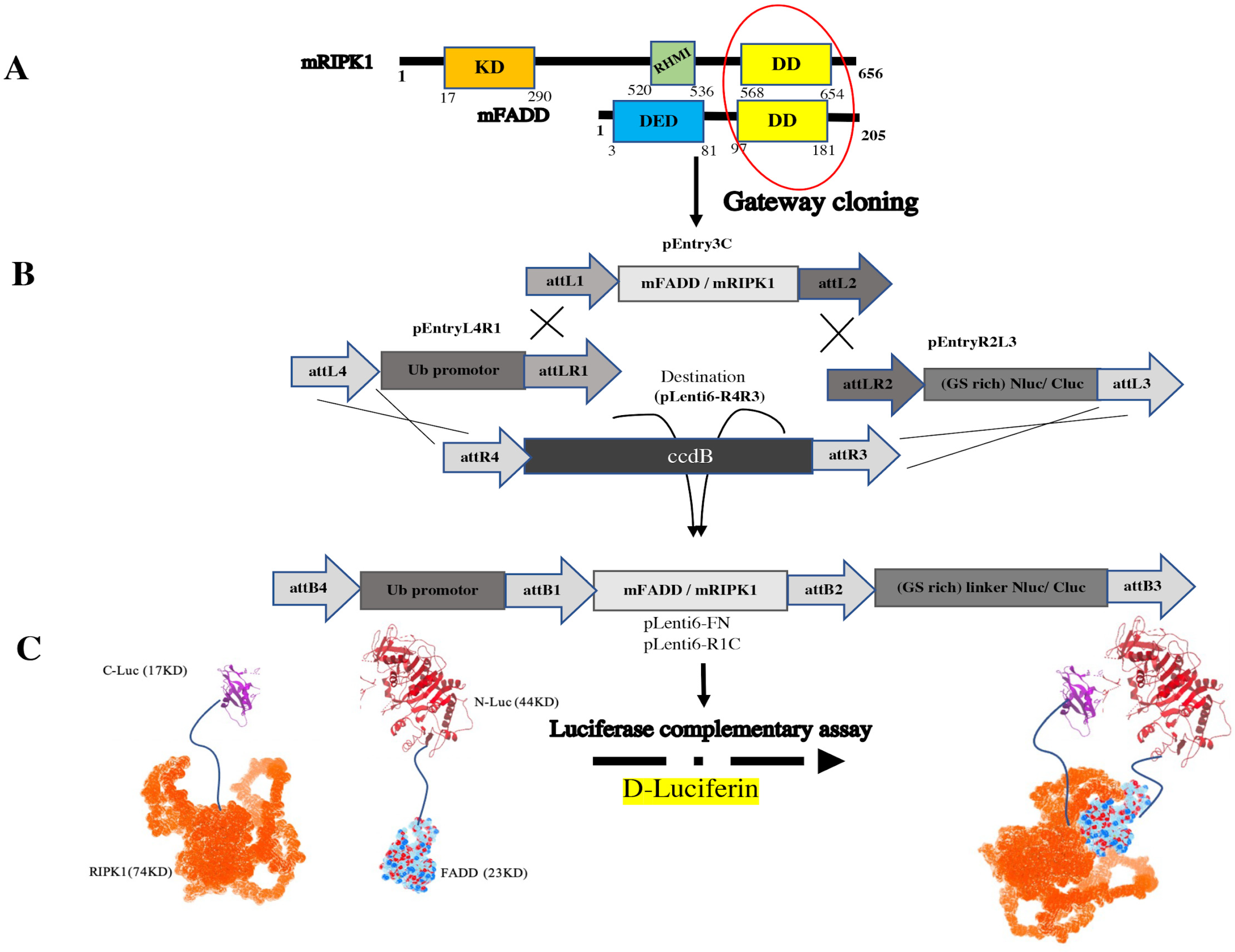 Biosensors 13 00297 g001 Biosensors 13 00297 g001