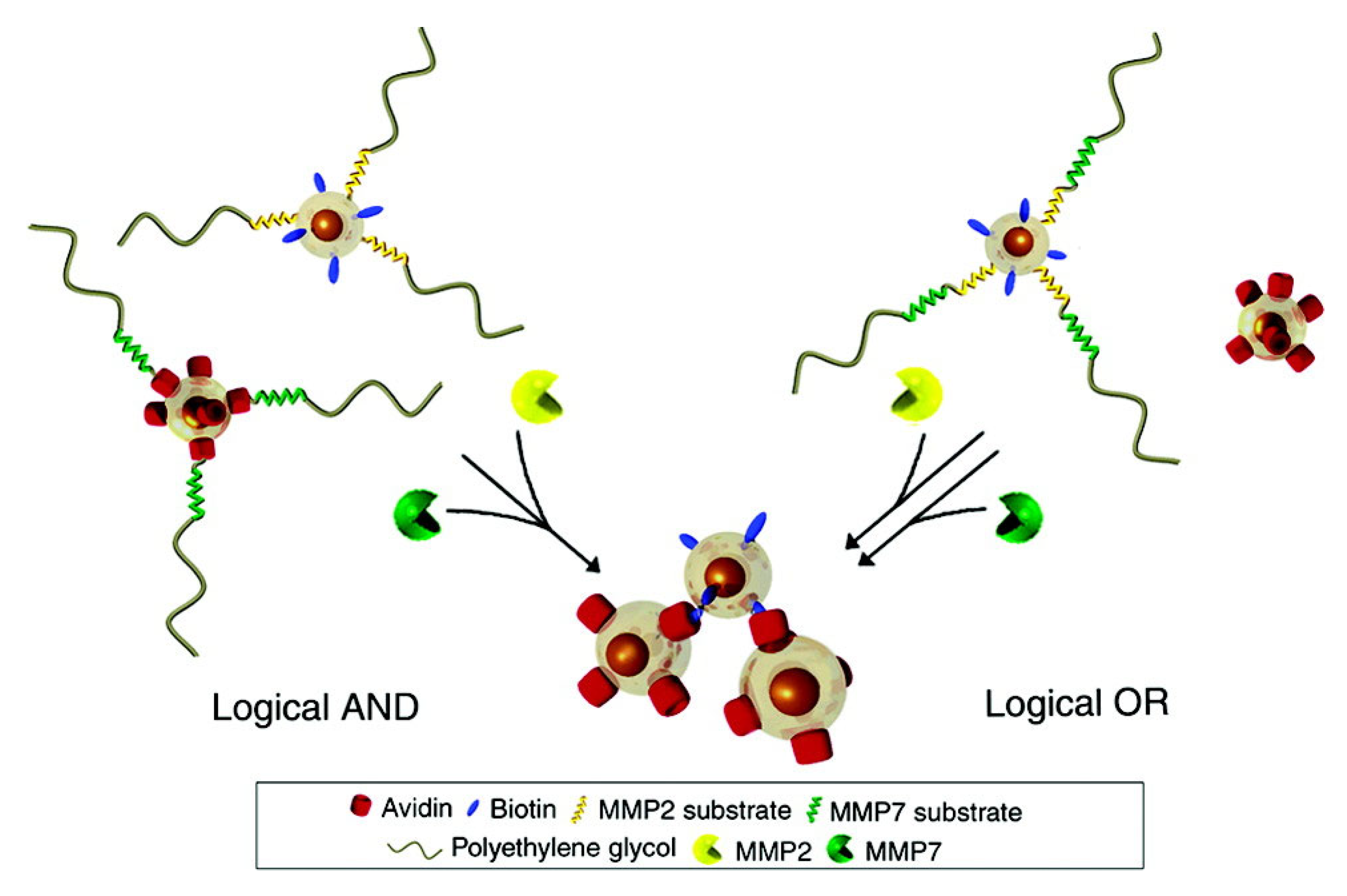 Biosensors 13 00304 g017