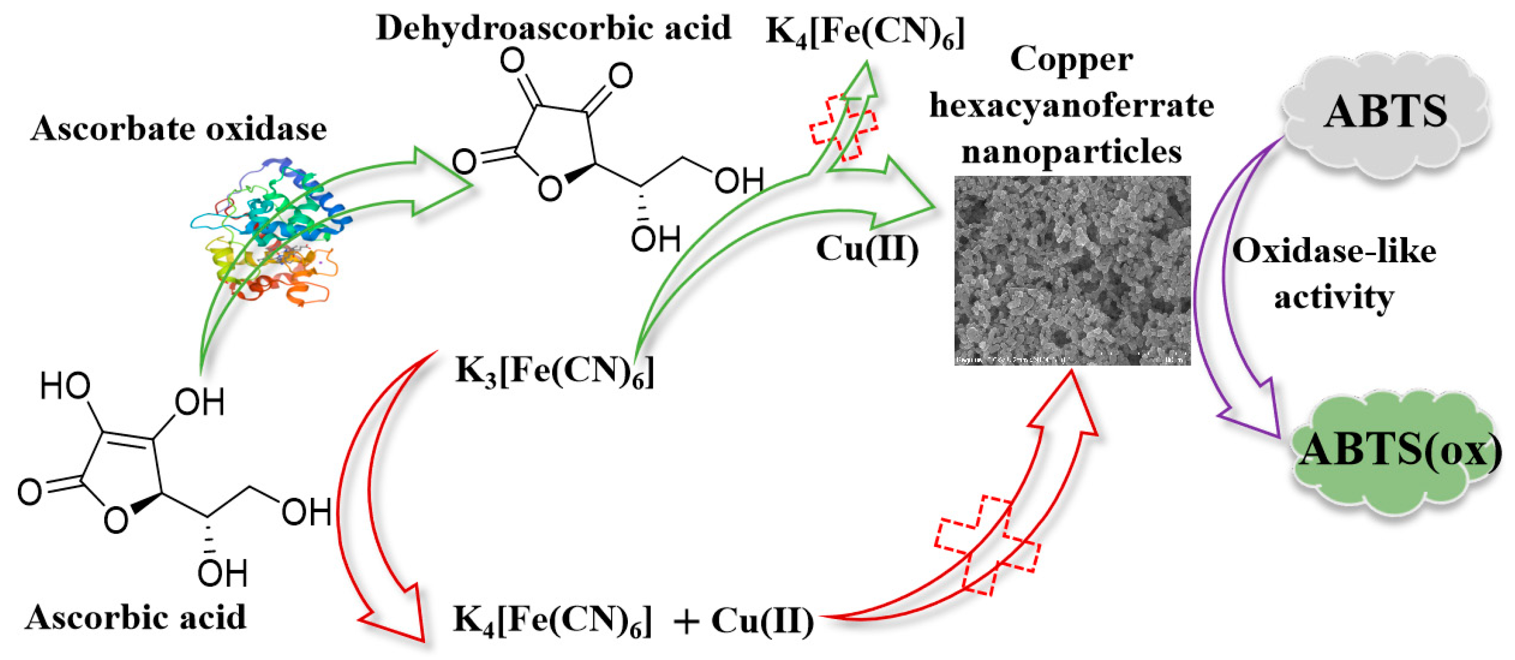 Enzyme-Regulated In Situ Formation of Copper
