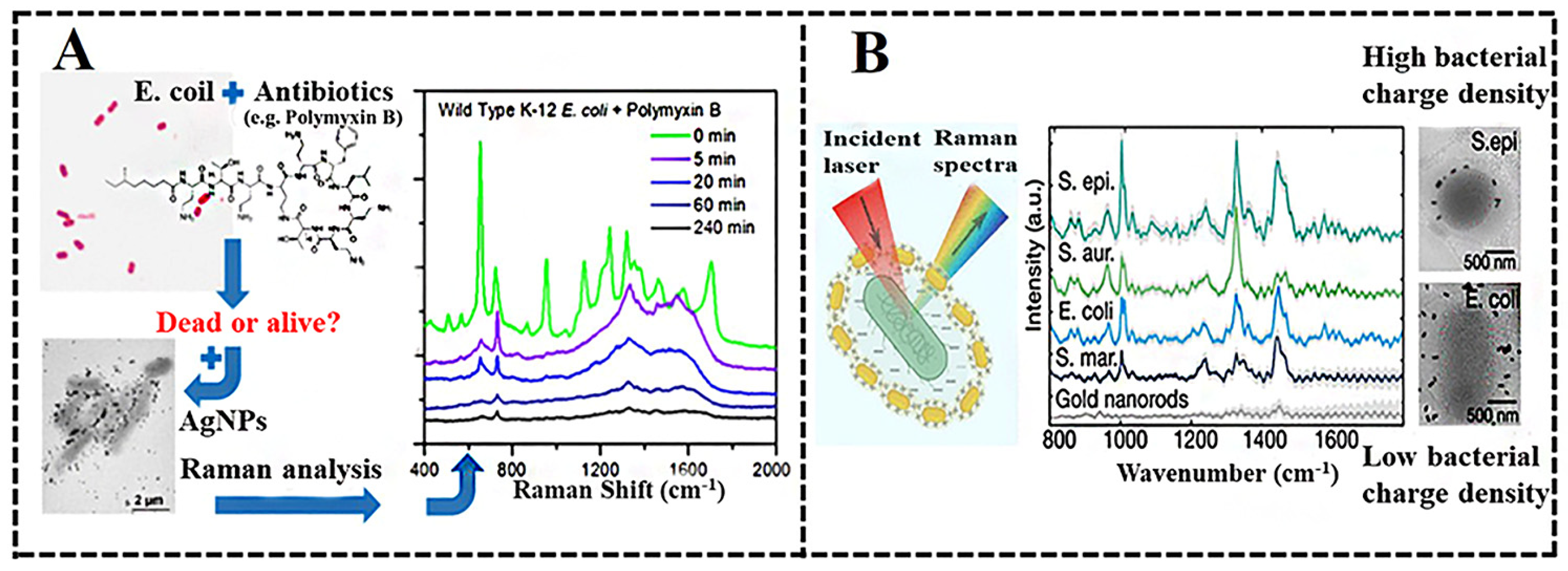 Biosensors 13 00350 g003 Biosensors 13 00350 g003