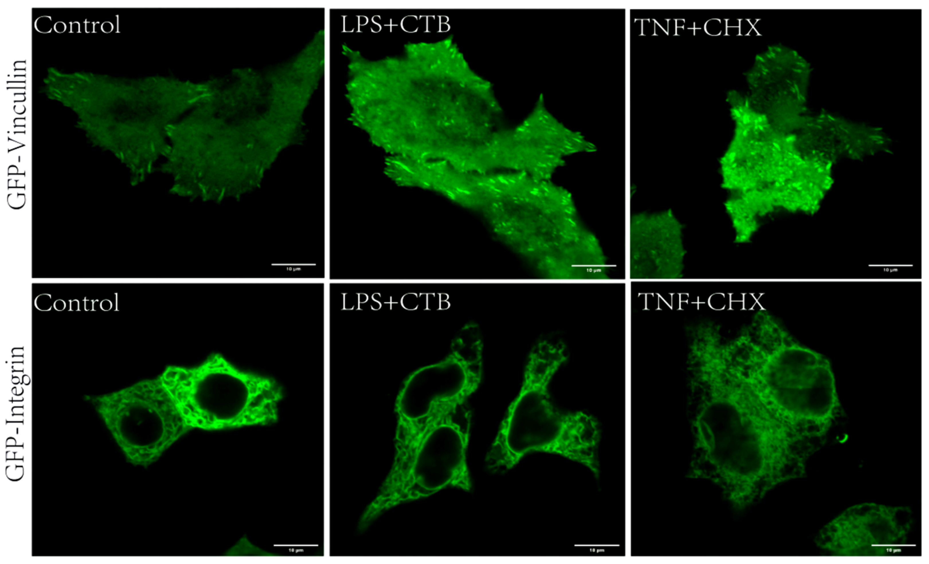 Biosensors 13 00356 g004