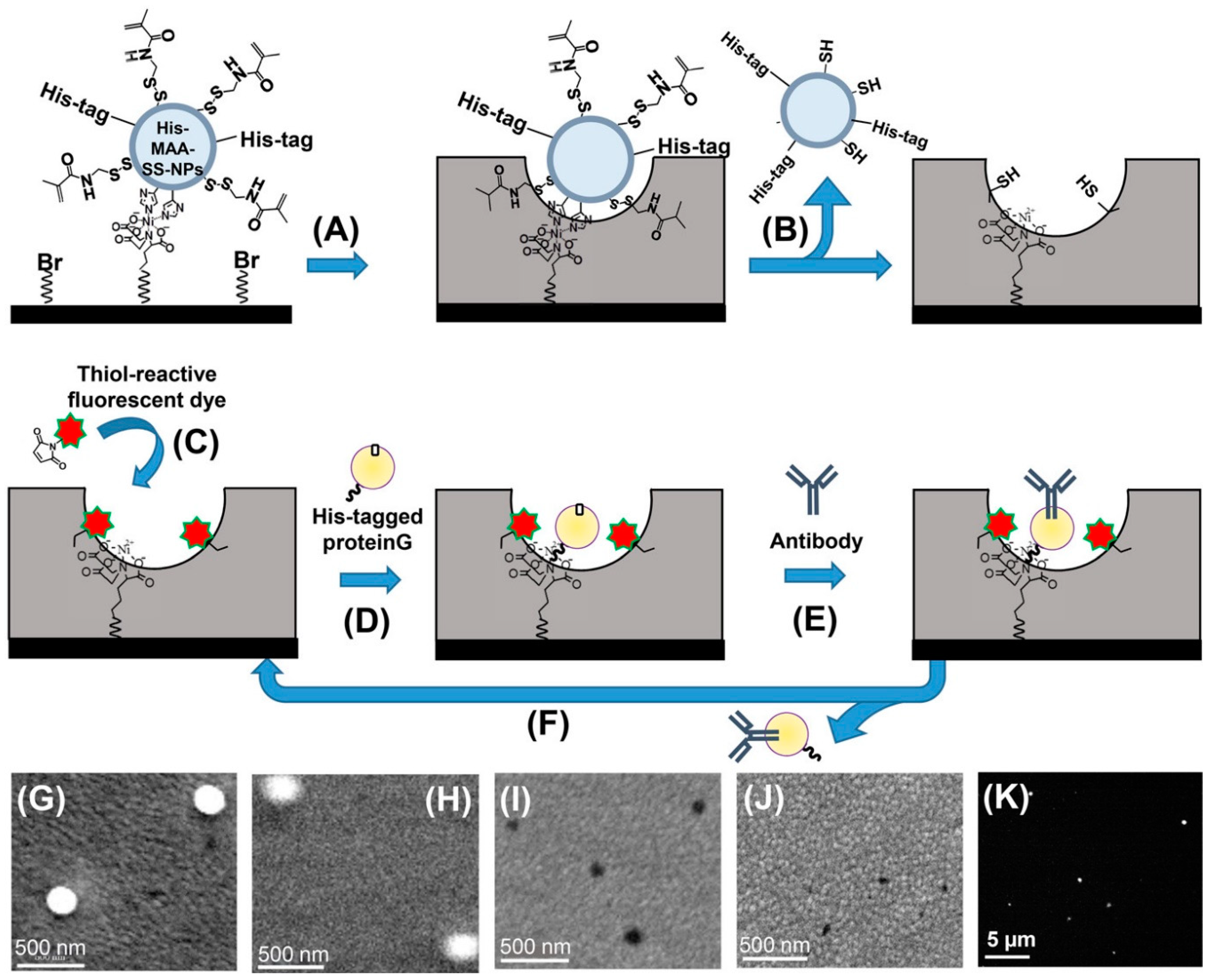 Biosensors 13 00400 g004