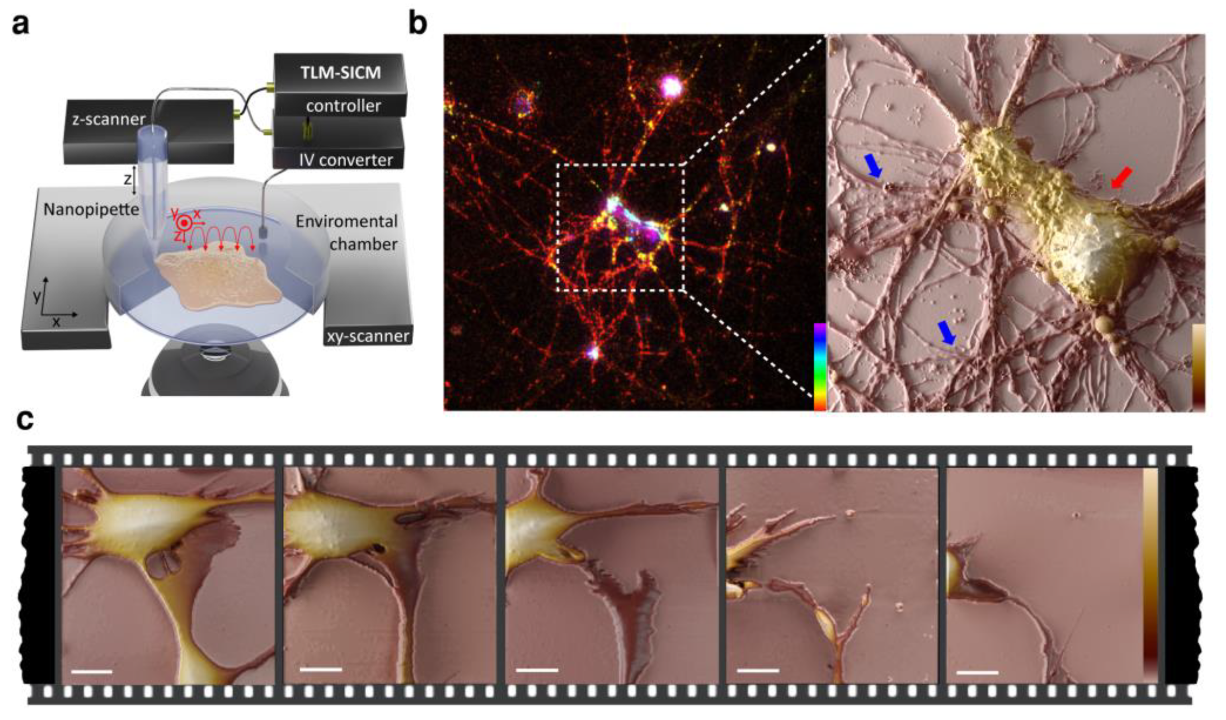 Biosensors 13 00404 g003