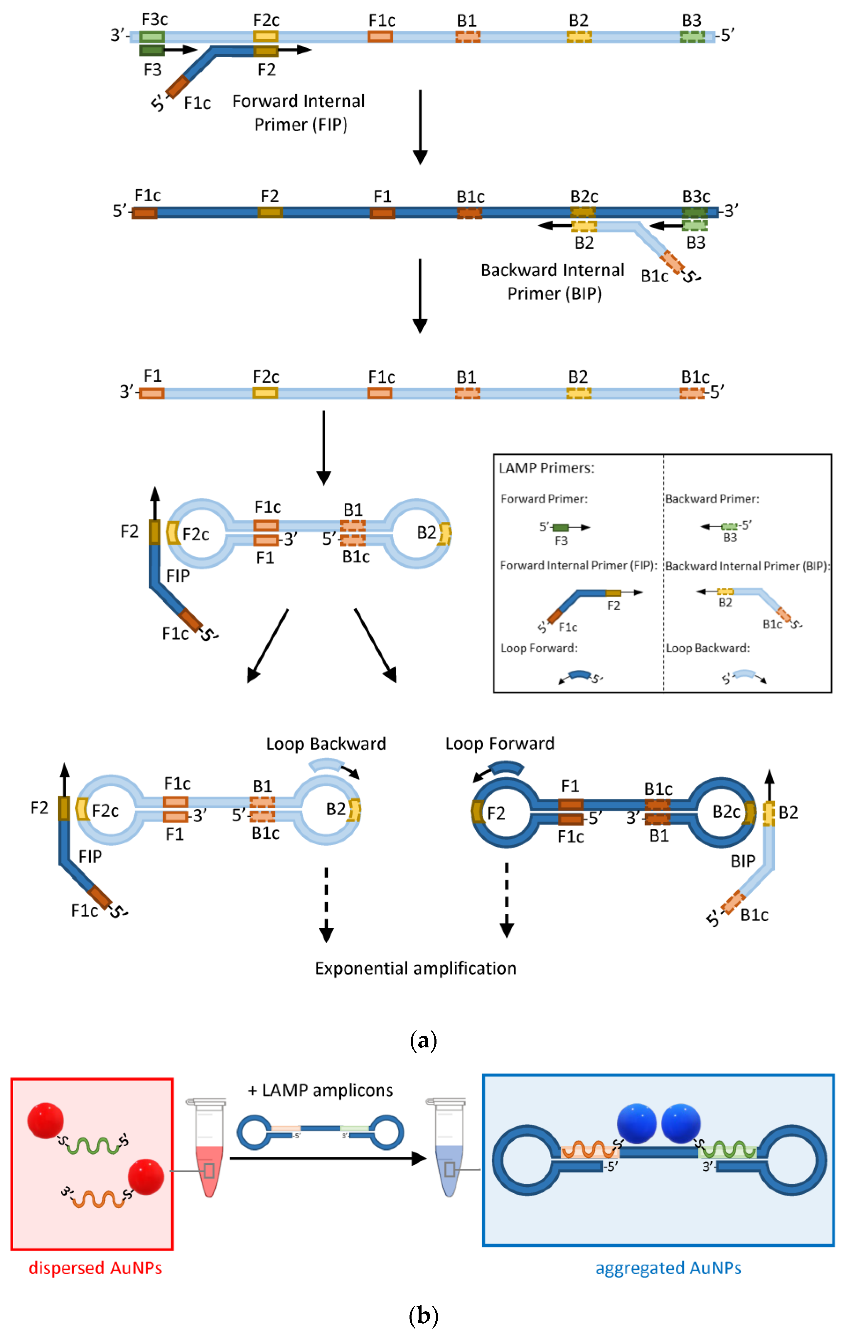 Biosensors 13 00411 g005 Biosensors 13 00411 g005