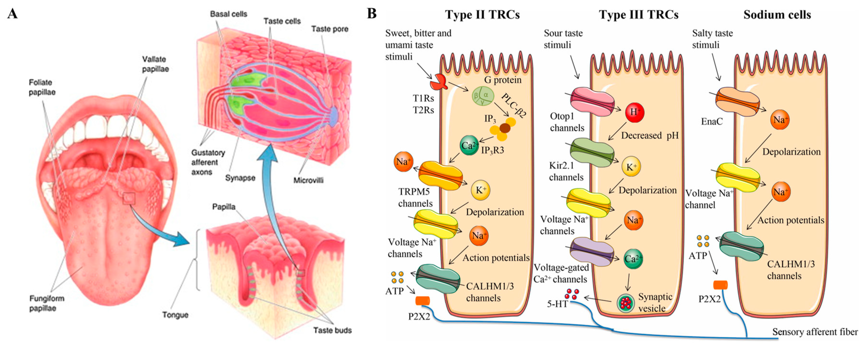 Figures and data in Bitter taste receptors confer diverse