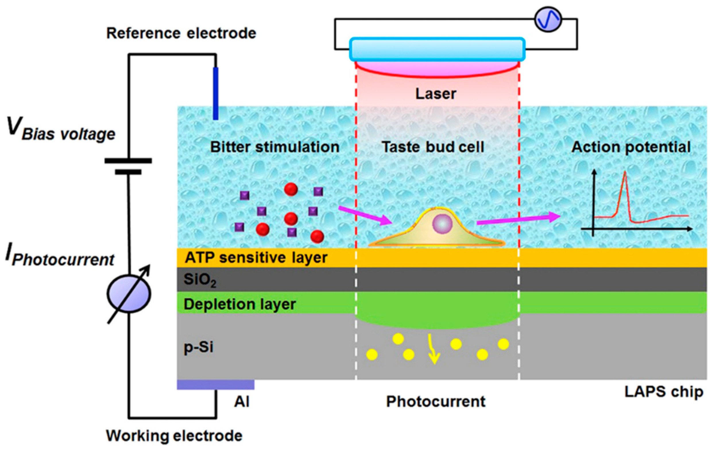 Biosensors 13 00414 g005