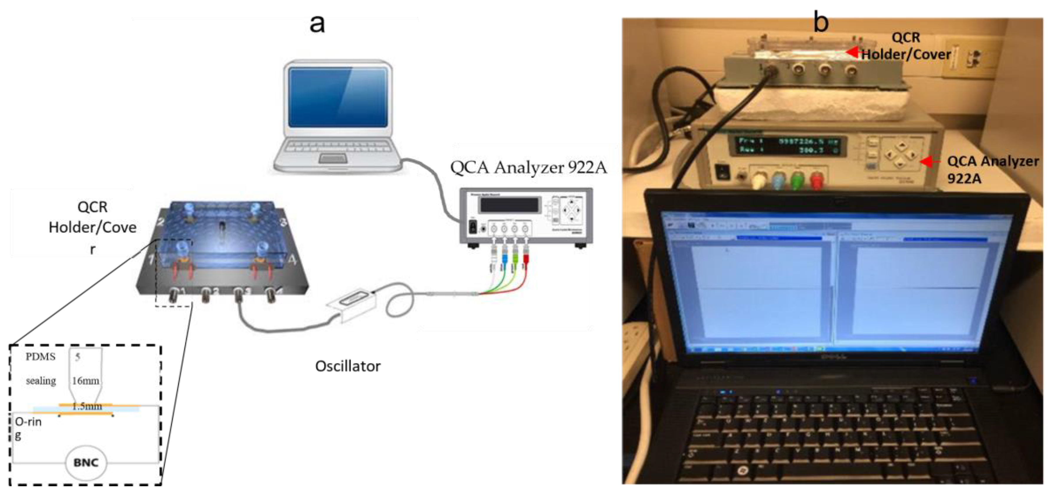 Biosensors 13 00433 g003