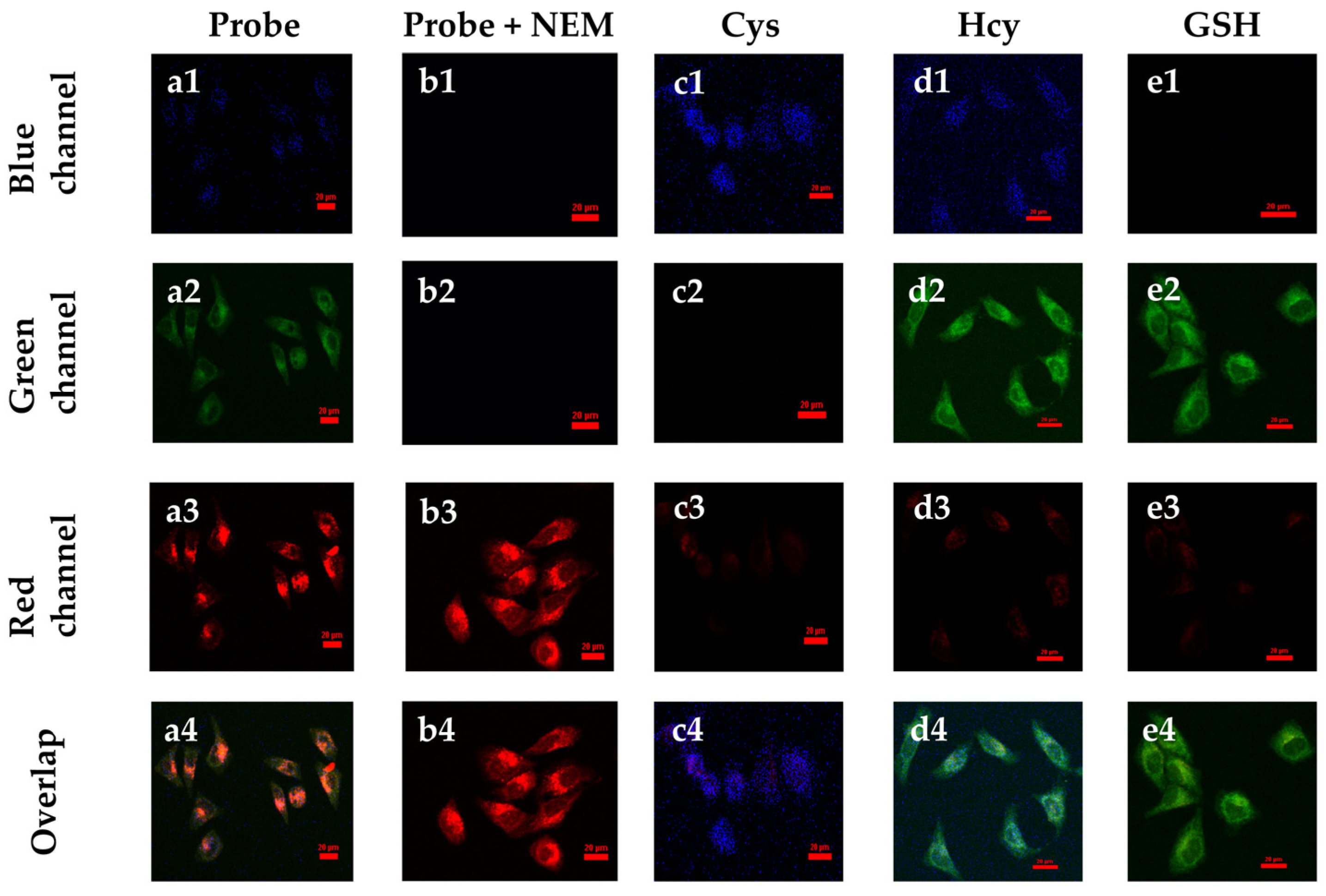 Biosensors 13 00447 g005